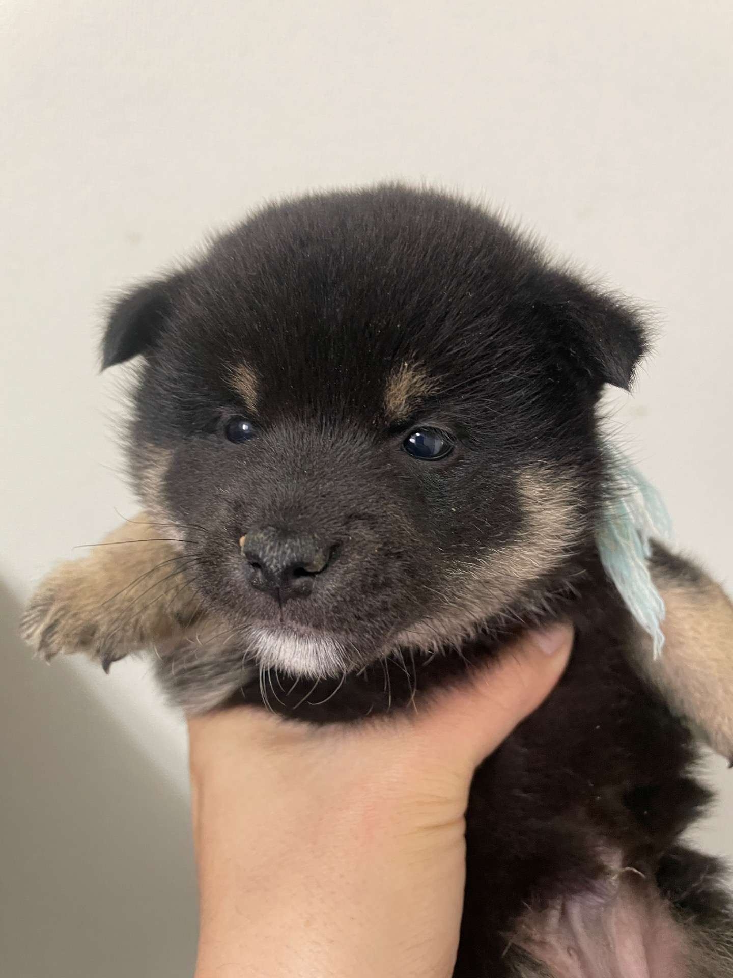 我が家から巣立っていきました。 | 子犬販売情報 | 愛知のブリーダー