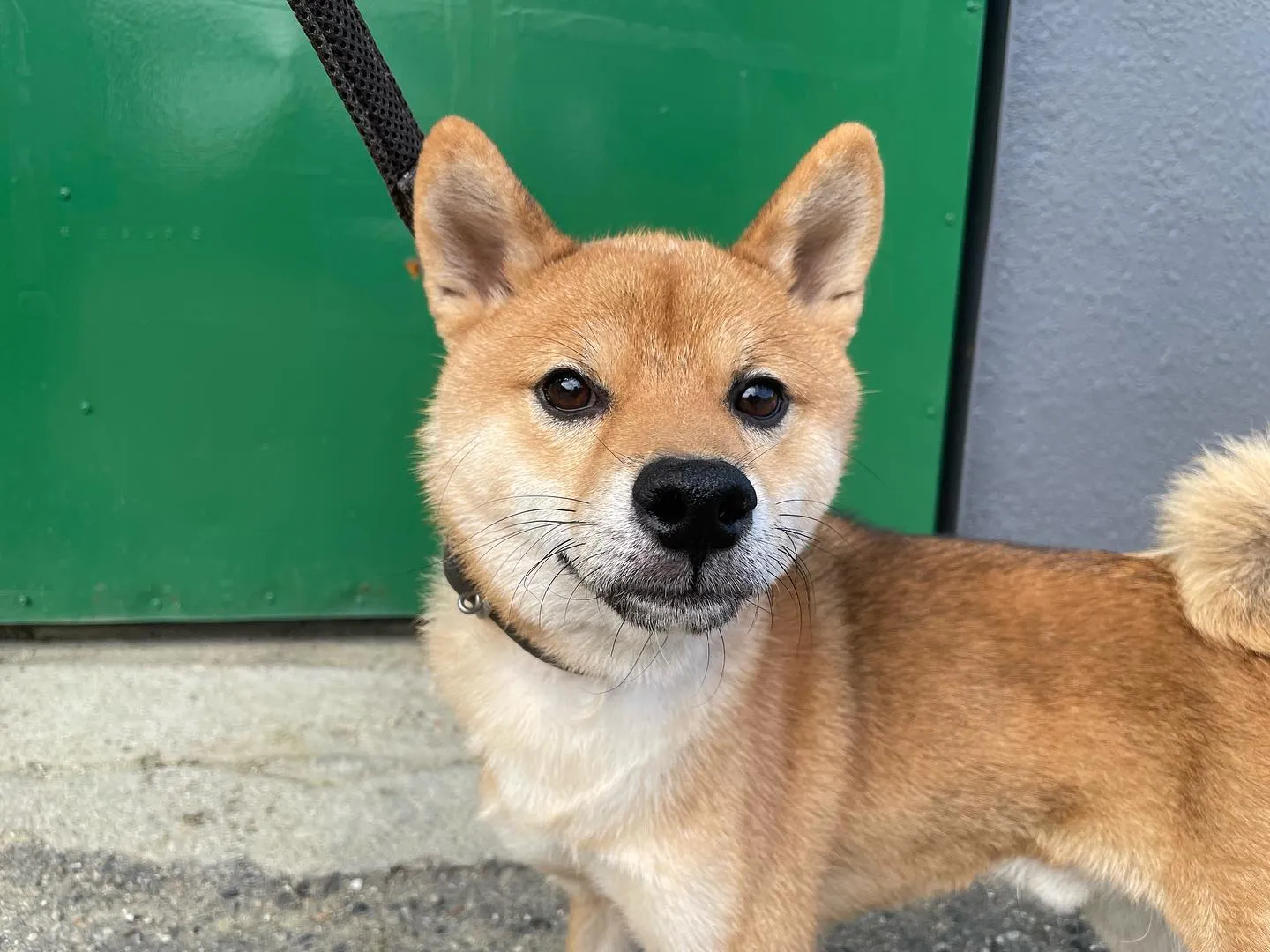 飼主様募集！　柴犬男の子