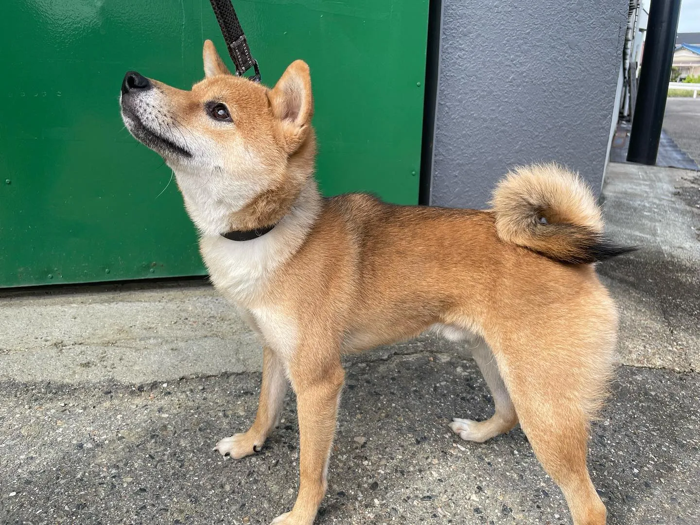 飼主様募集！　柴犬男の子