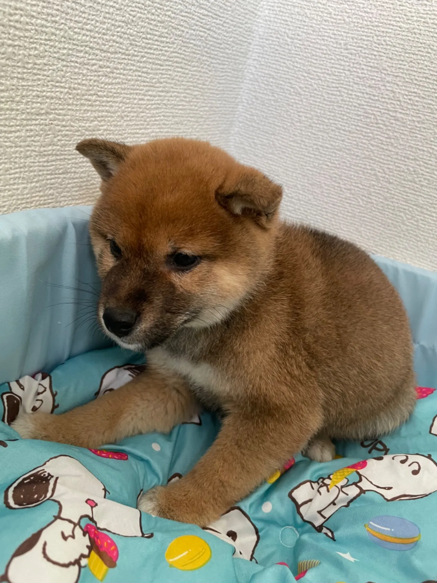 飼主様募集！　柴犬男の子