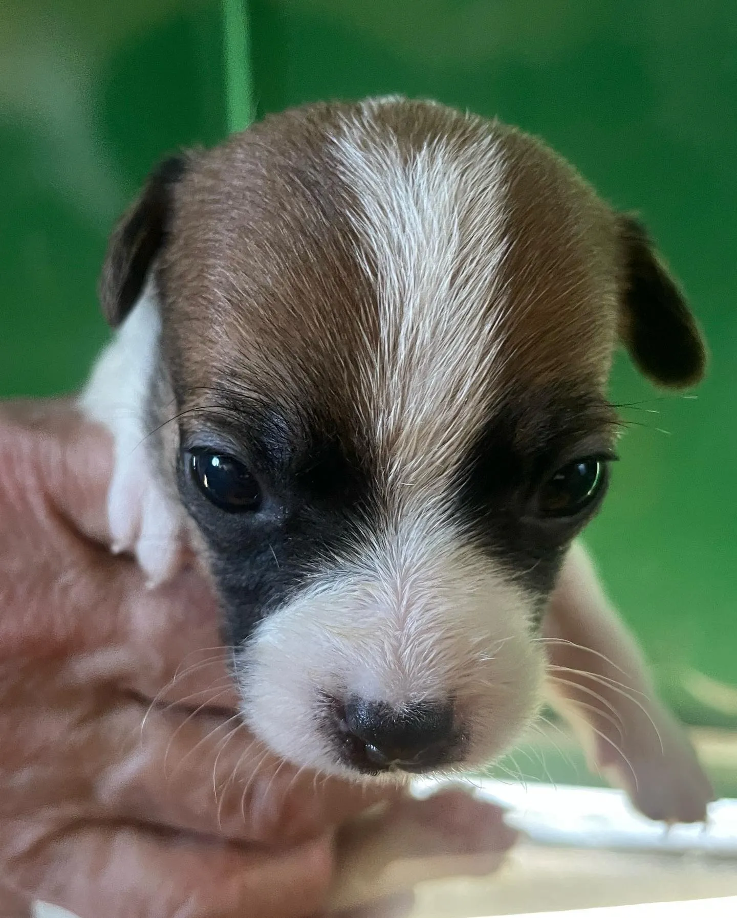 愛知県尾張旭市内から、ジャックラッセルと豆柴の子犬を見学しに...