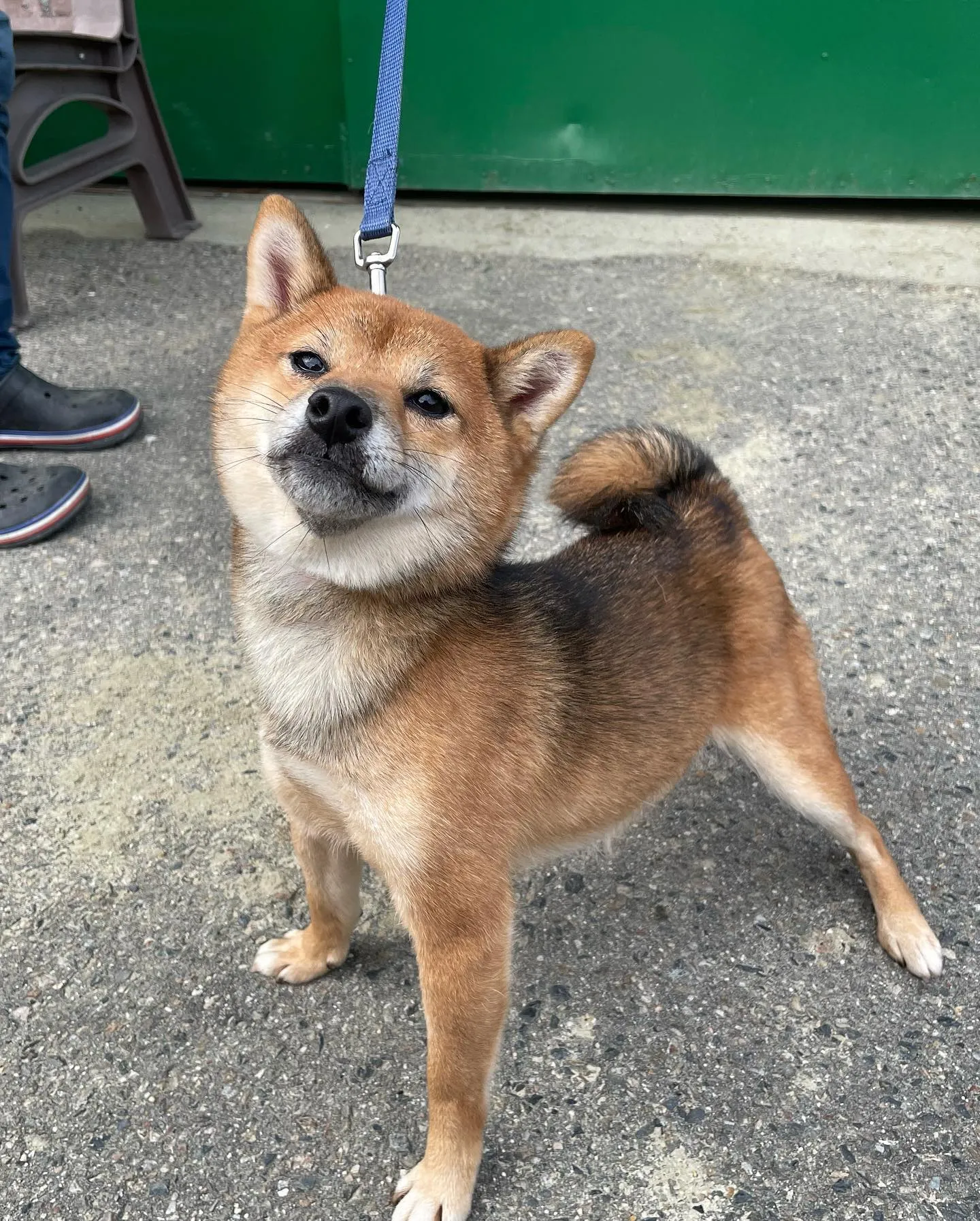 愛知県尾張旭市内から、ジャックラッセルと豆柴の子犬を見学しに...