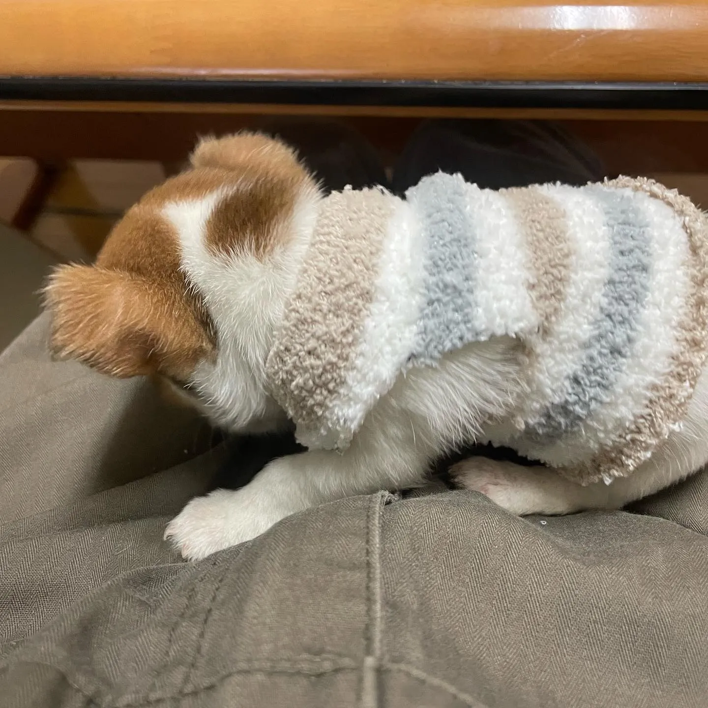 子犬用のお洋服を作ってみました。