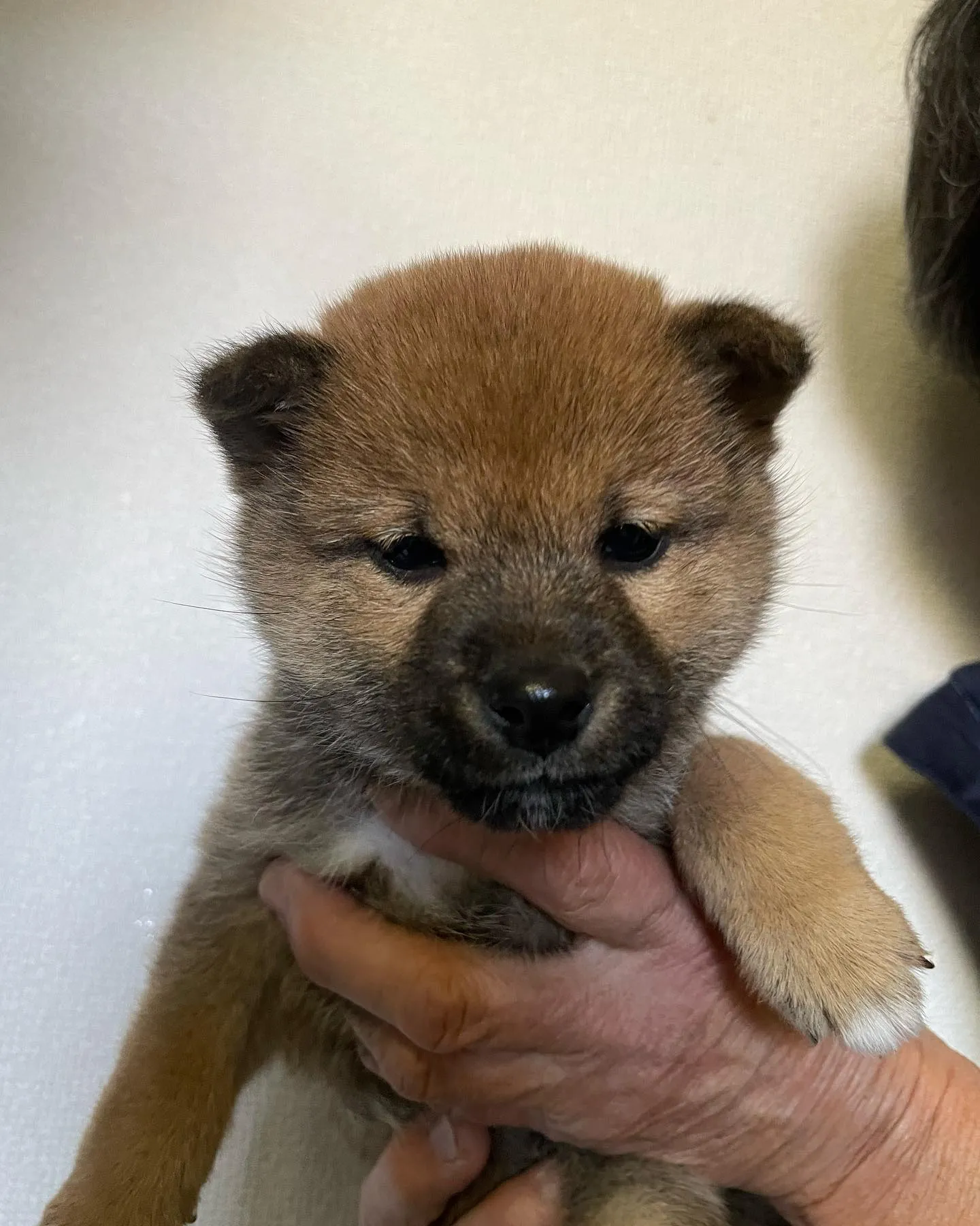 愛知県名古屋市北区・尾張旭市内から豆柴の子犬を見学にいらっし...