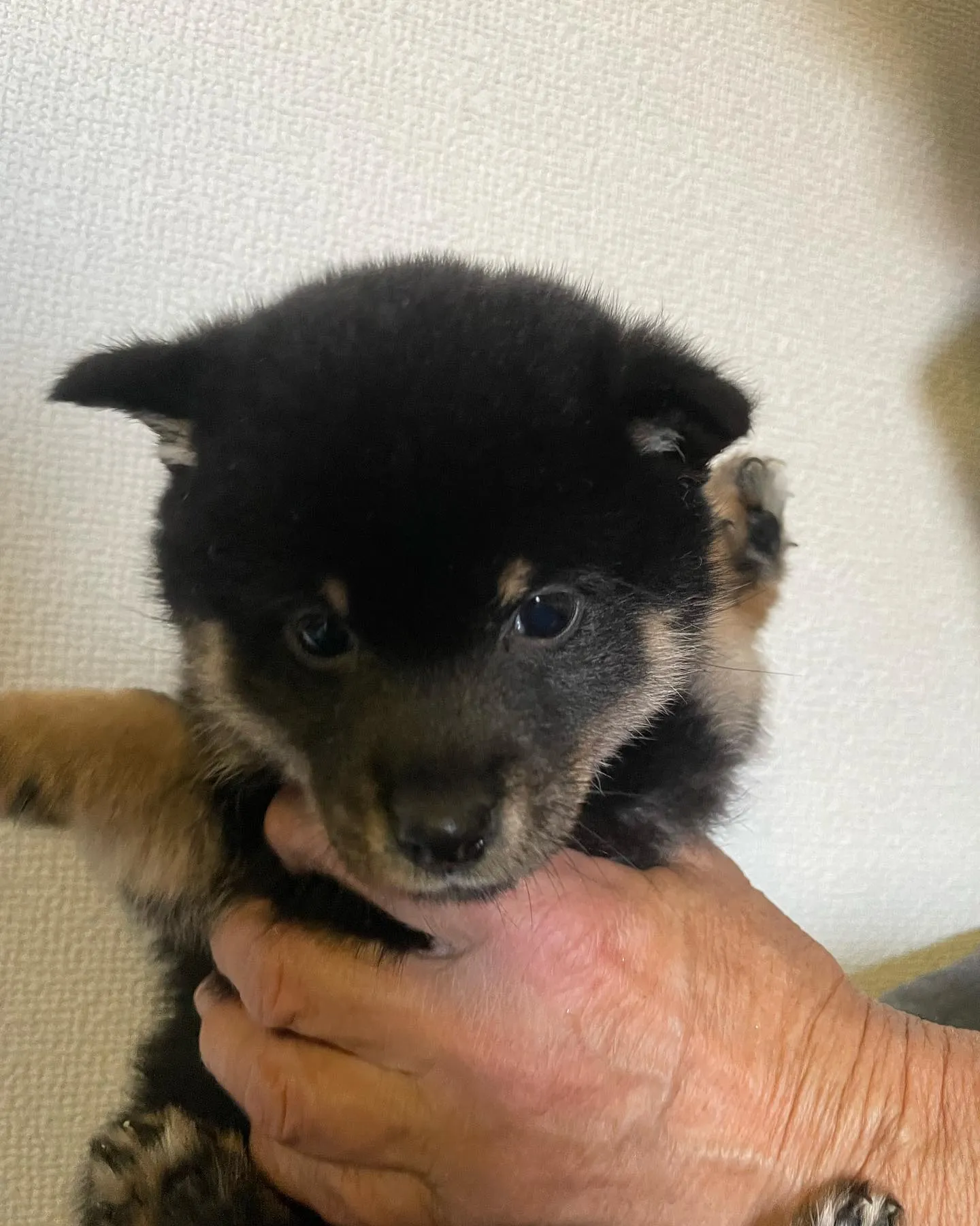 愛知県名古屋市北区・尾張旭市内から豆柴の子犬を見学にいらっし...