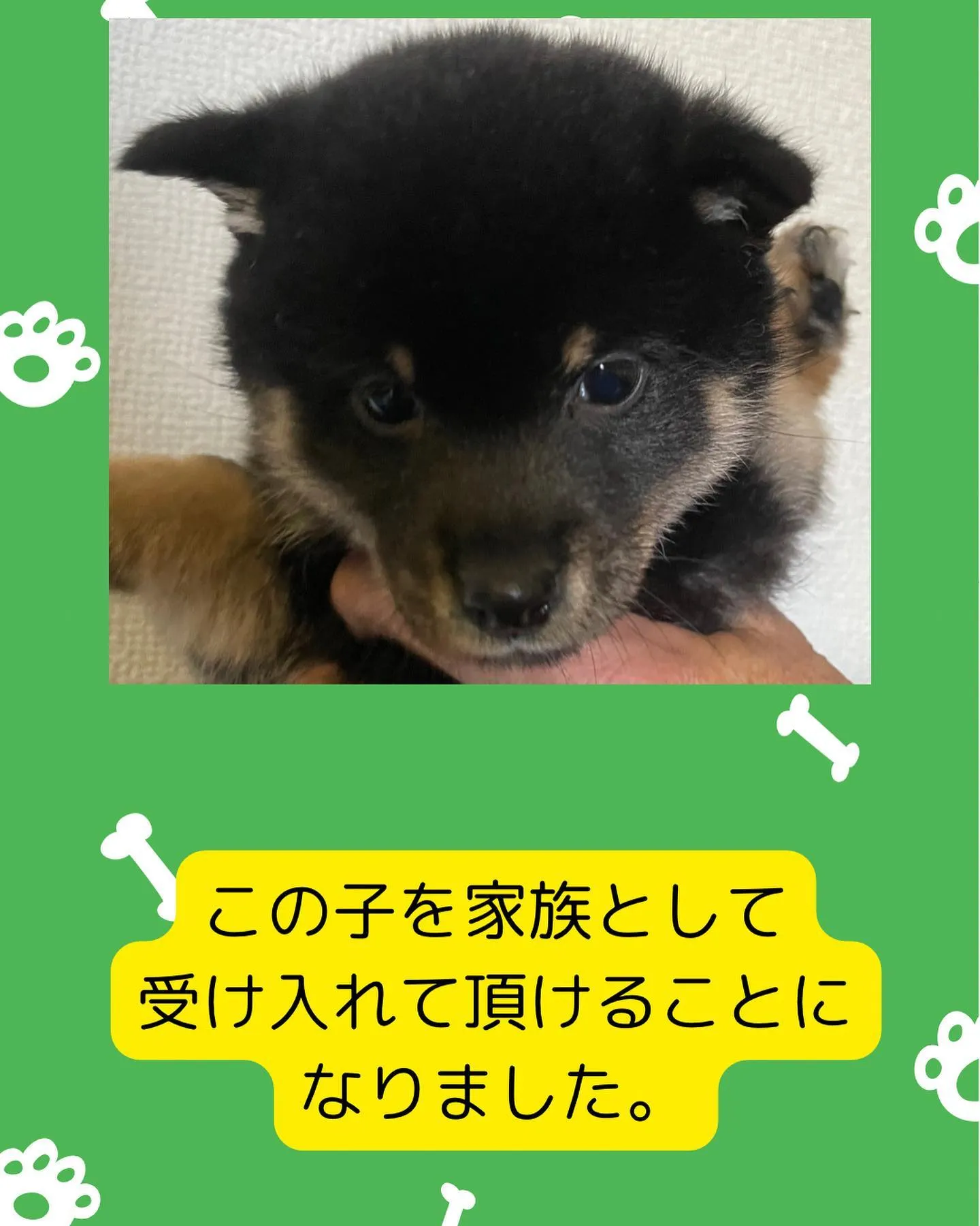 愛知県名古屋市緑区から、豆柴の子犬を見学しに来場されました。