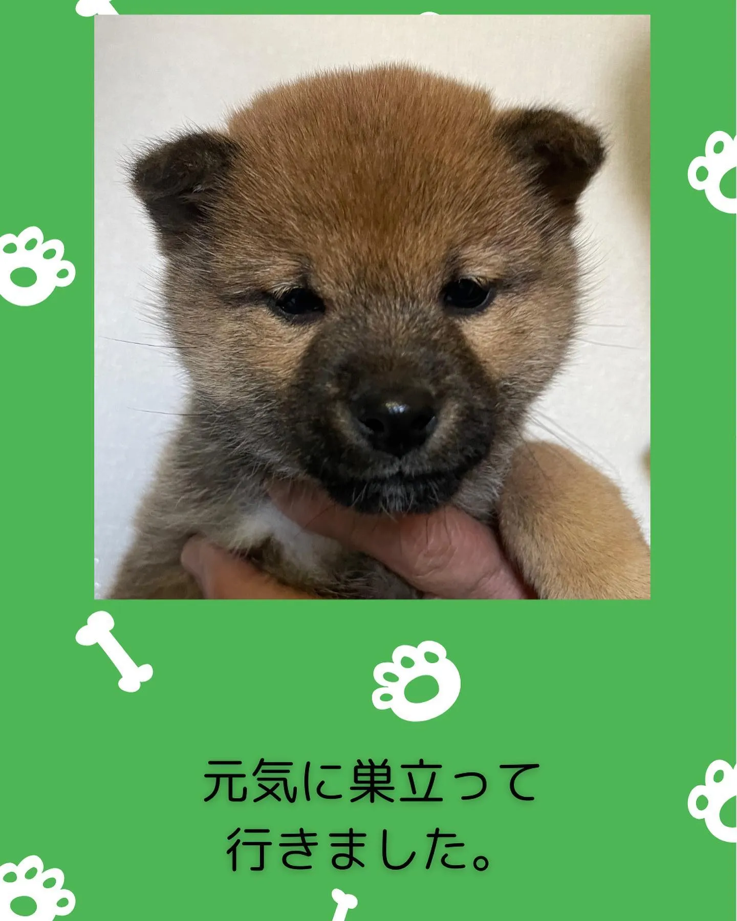 愛知県尾張旭市内へ豆柴の子犬が巣立っていきました。