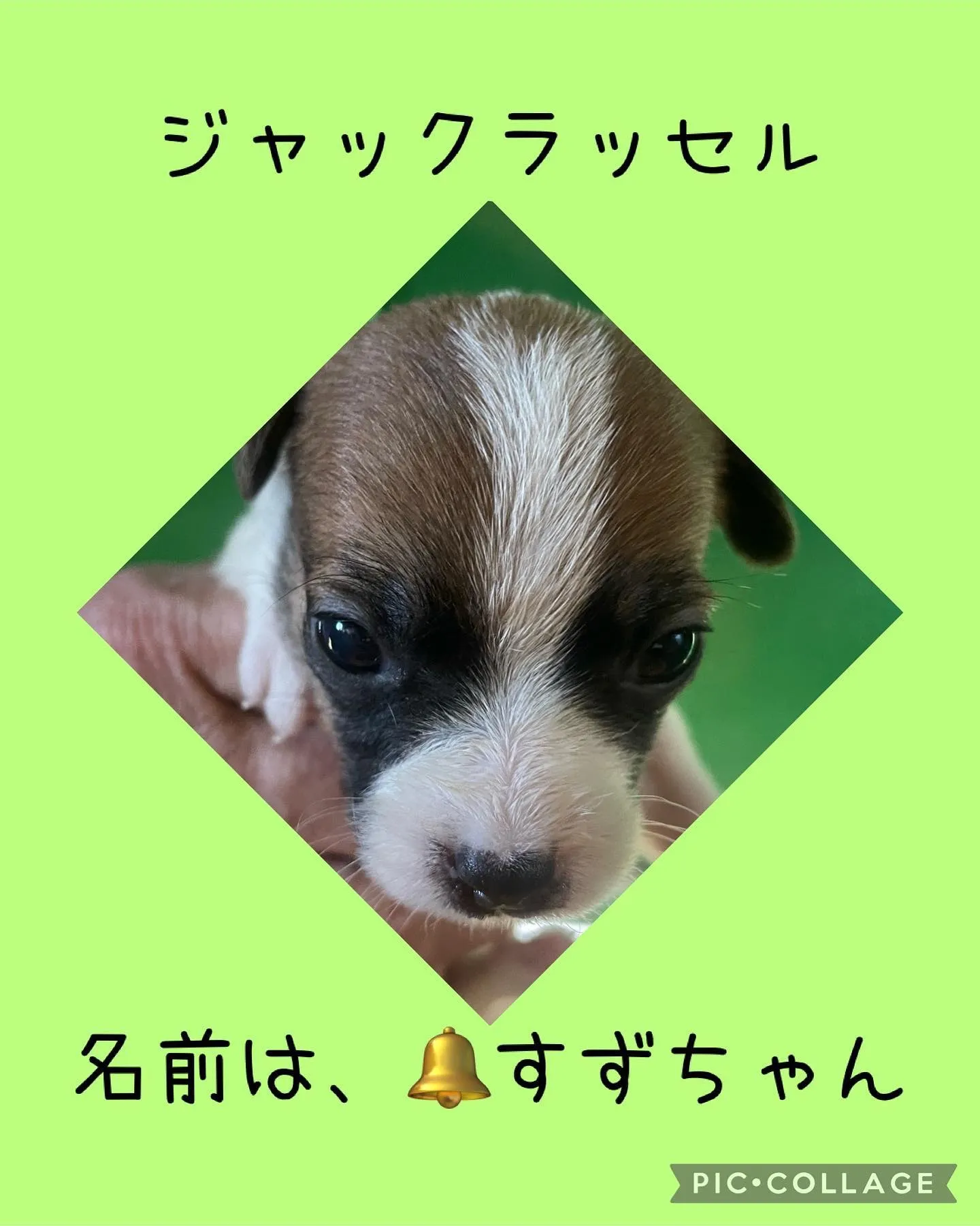 愛知県尾張旭市内へジャックラッセルの子犬が巣立って行きました...