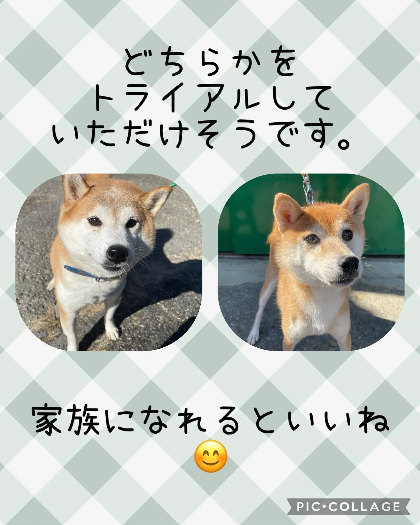 愛知県名古屋市天白区から、柴犬の繁殖引退犬を見学しに来場され...