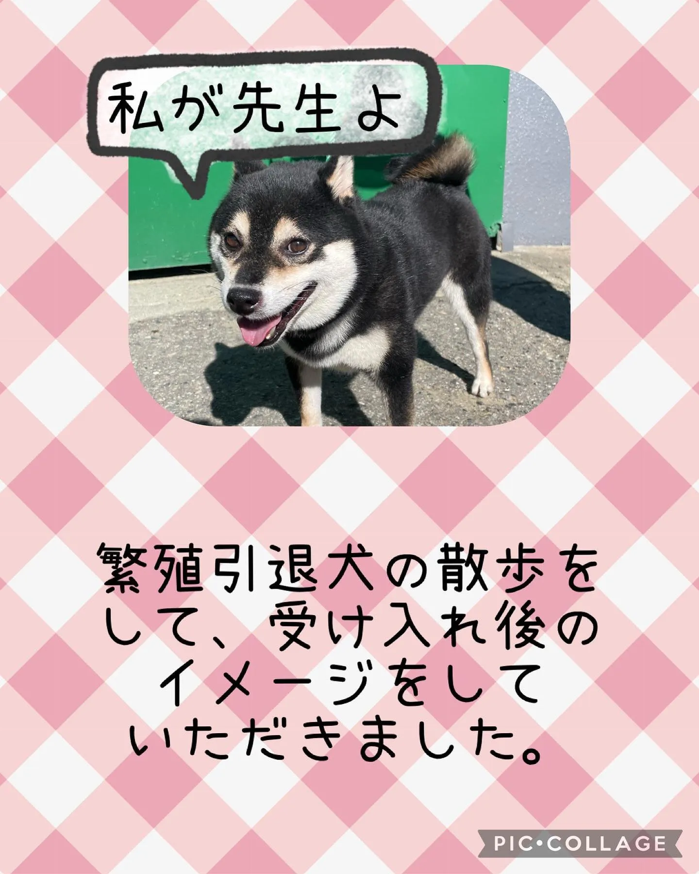 愛知県尾張旭市内から、豆柴の子犬を希望される方が来場されまし...