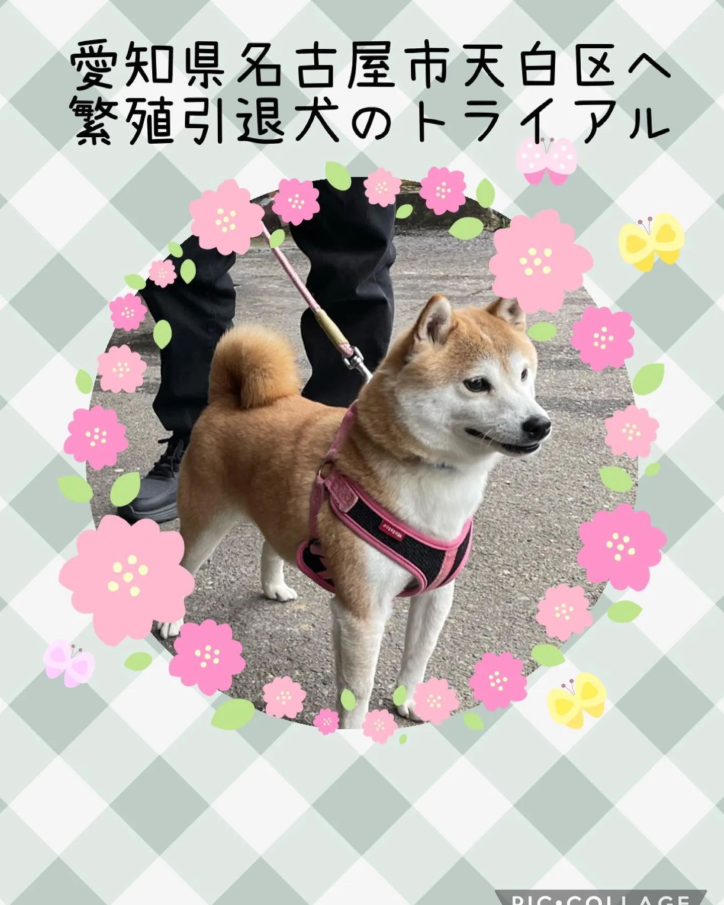 愛知県名古屋市天白区へ繁殖引退犬の柴犬がトライアルに行きまし...
