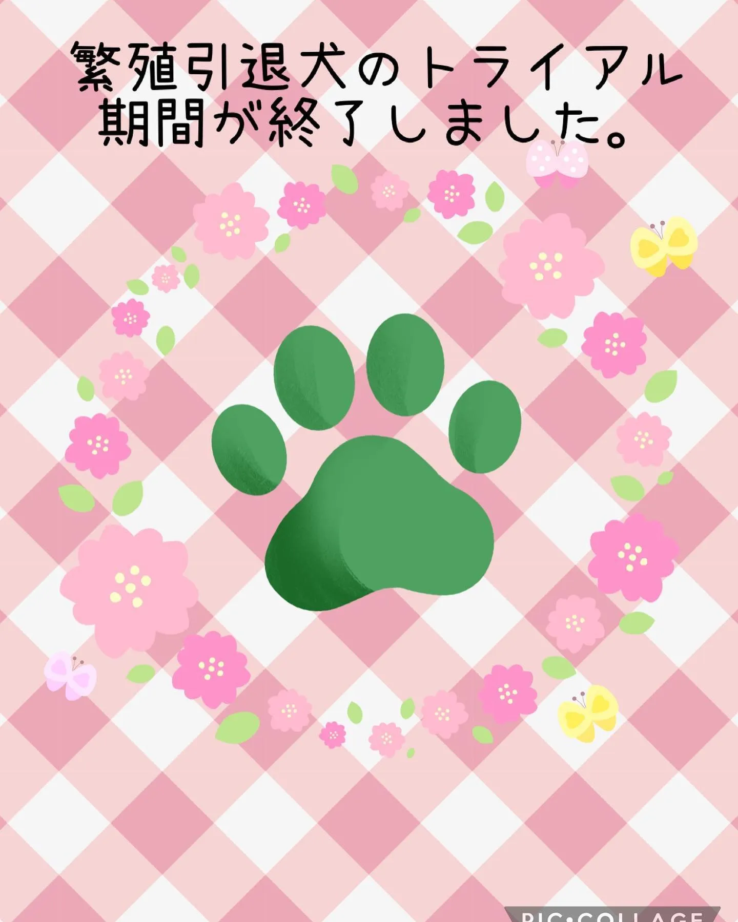 愛知県名古屋市天白区へ、柴犬の繁殖引退犬が家族として受け入れ...