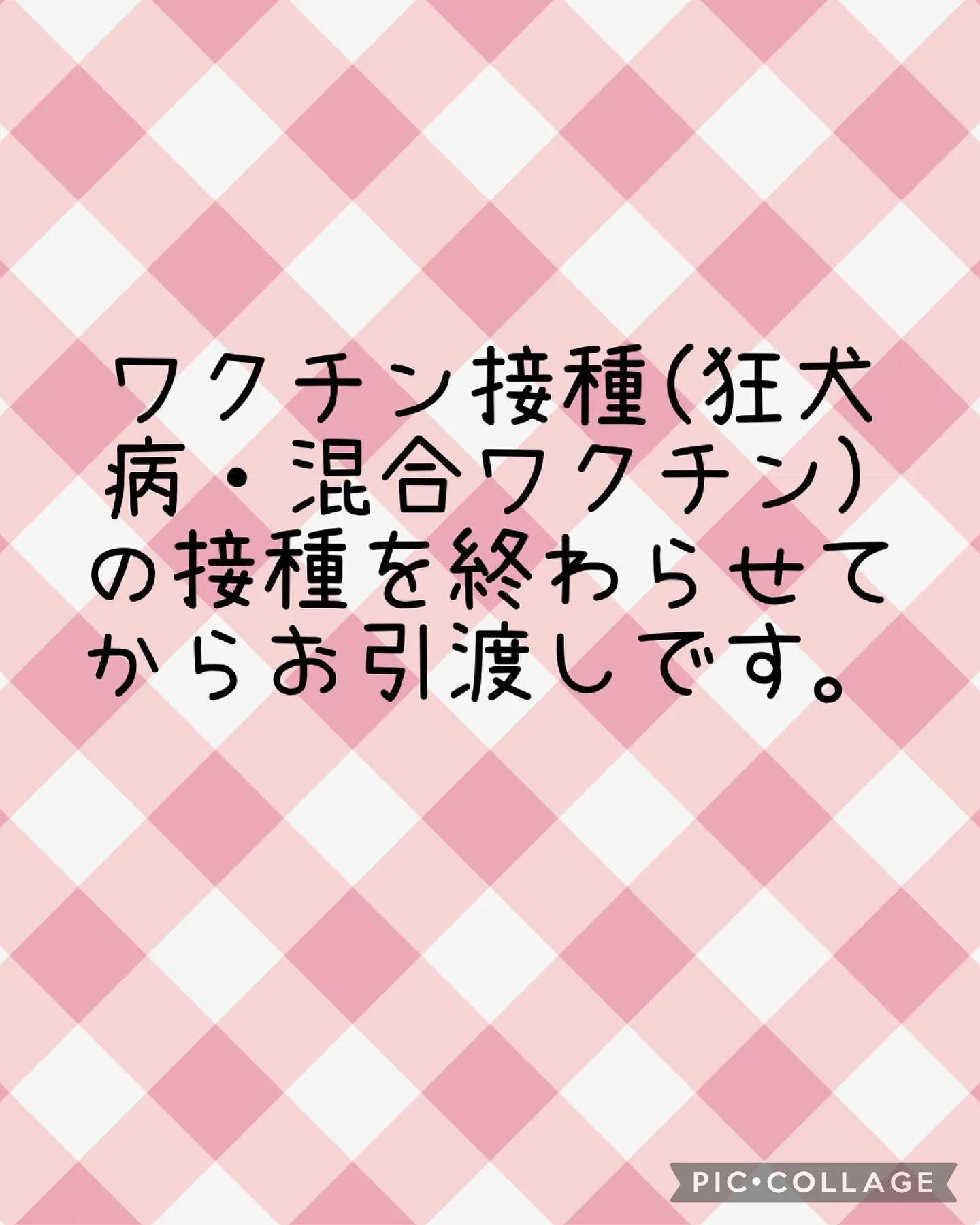 愛知県名古屋市天白区へ、柴犬の繁殖引退犬が家族として受け入れ...