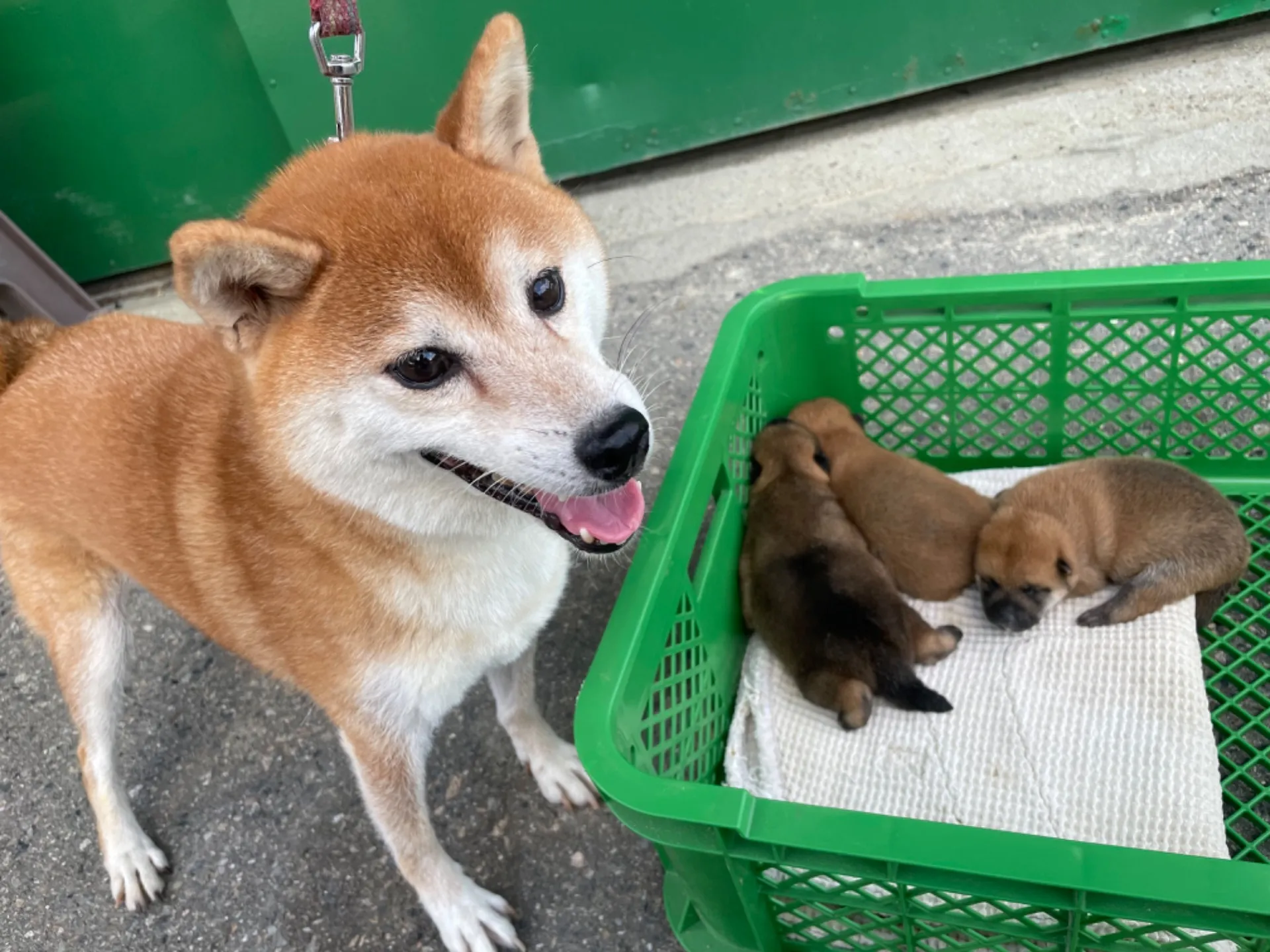 子犬が産まれております。