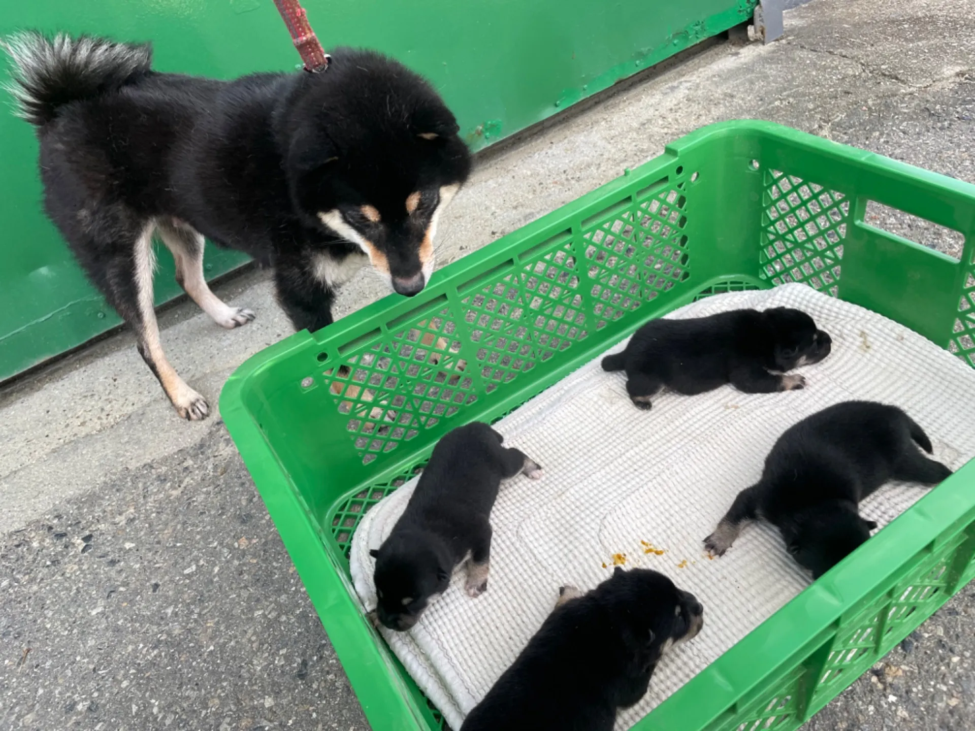 子犬が産まれております。