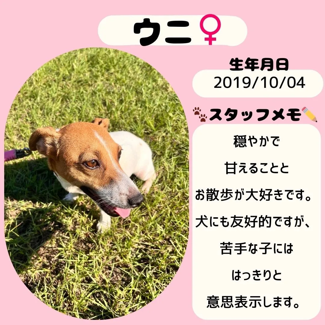 繁殖引退犬のジャックラッセルです。