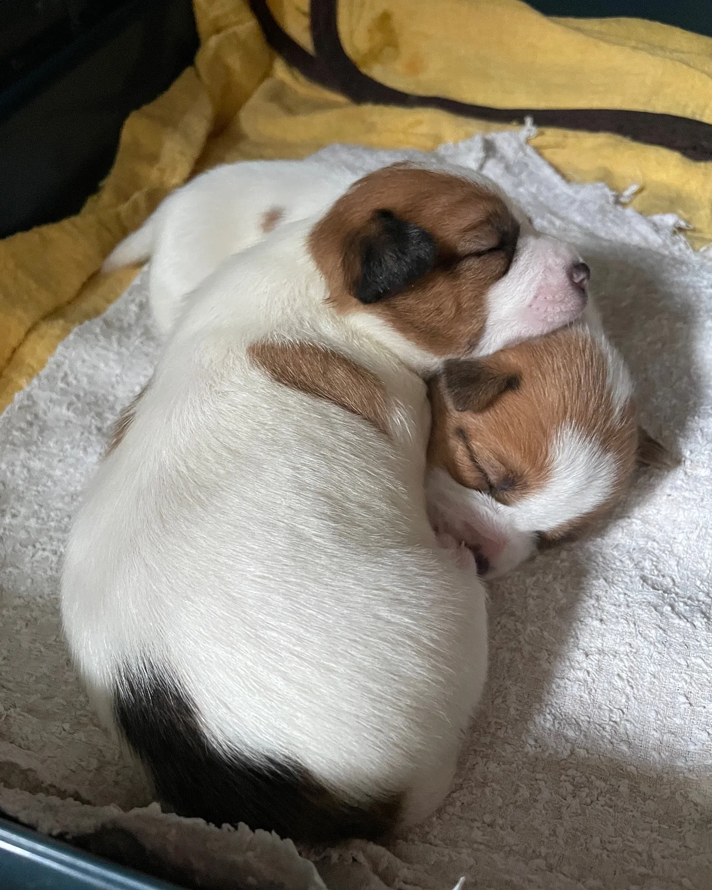 🐶 生後3週間！ジャックラッセル姉妹の成長記録 🍼