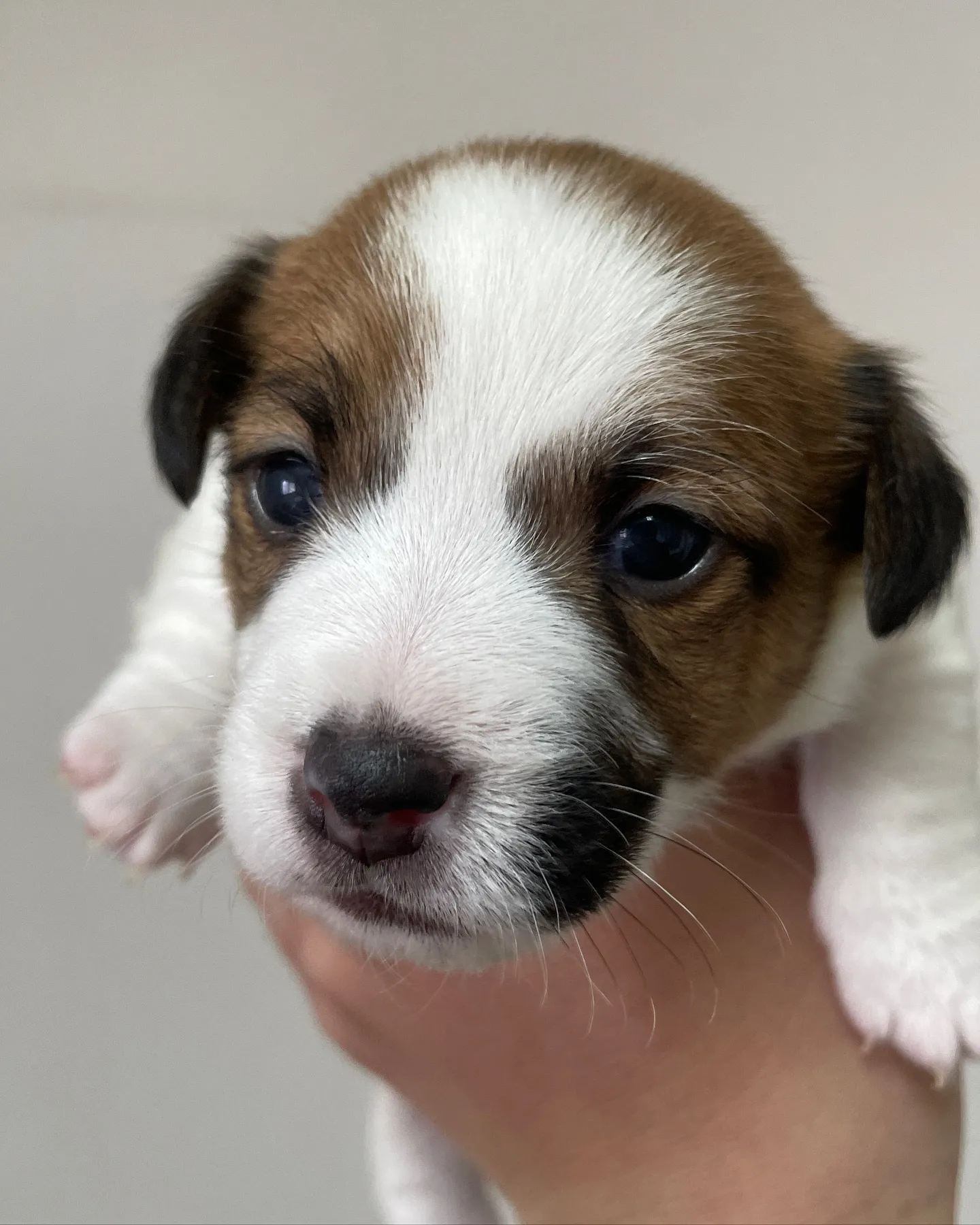 🐶 生後3週間！ジャックラッセル姉妹の成長記録 🍼