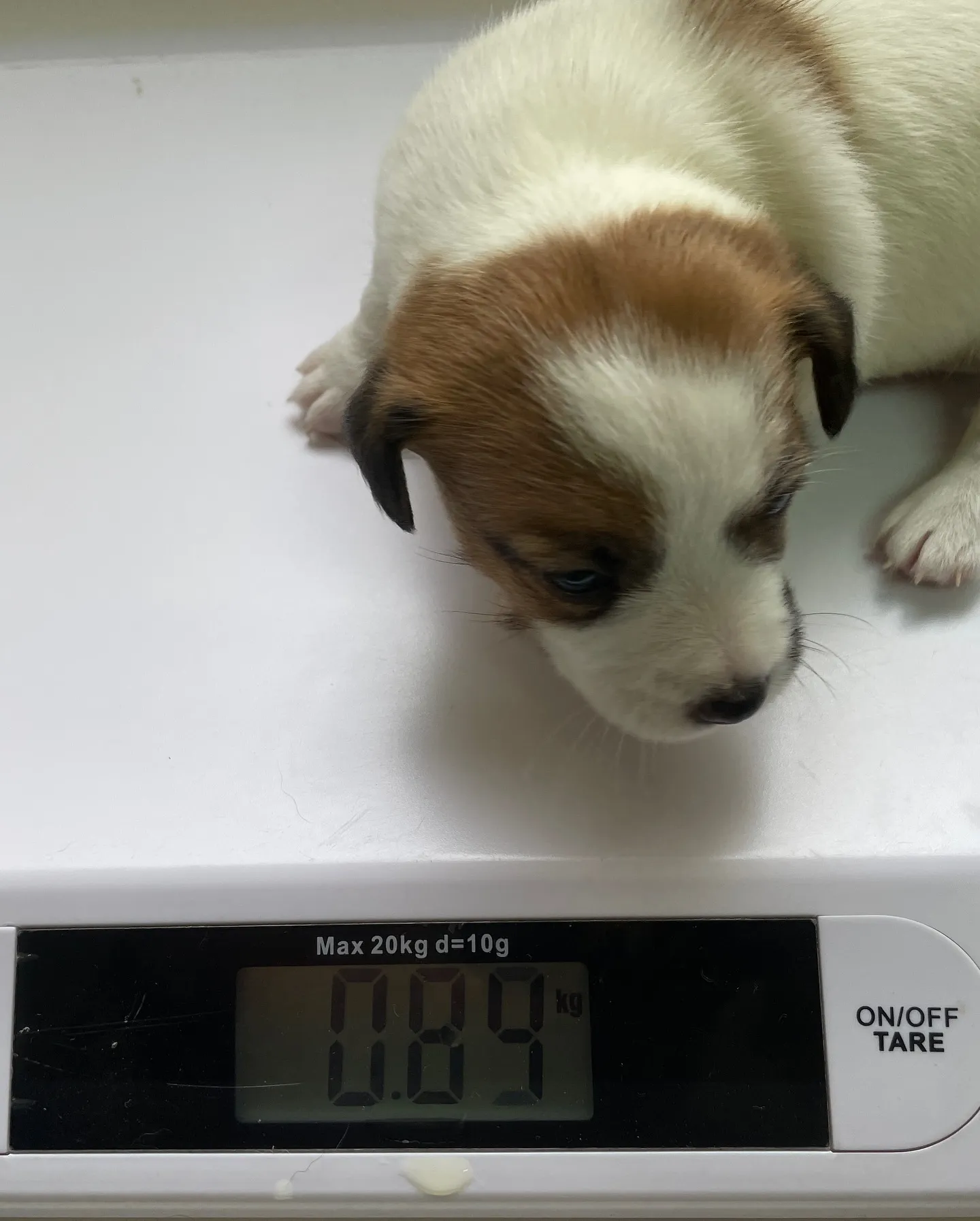 🐶 生後3週間！ジャックラッセル姉妹の成長記録 🍼