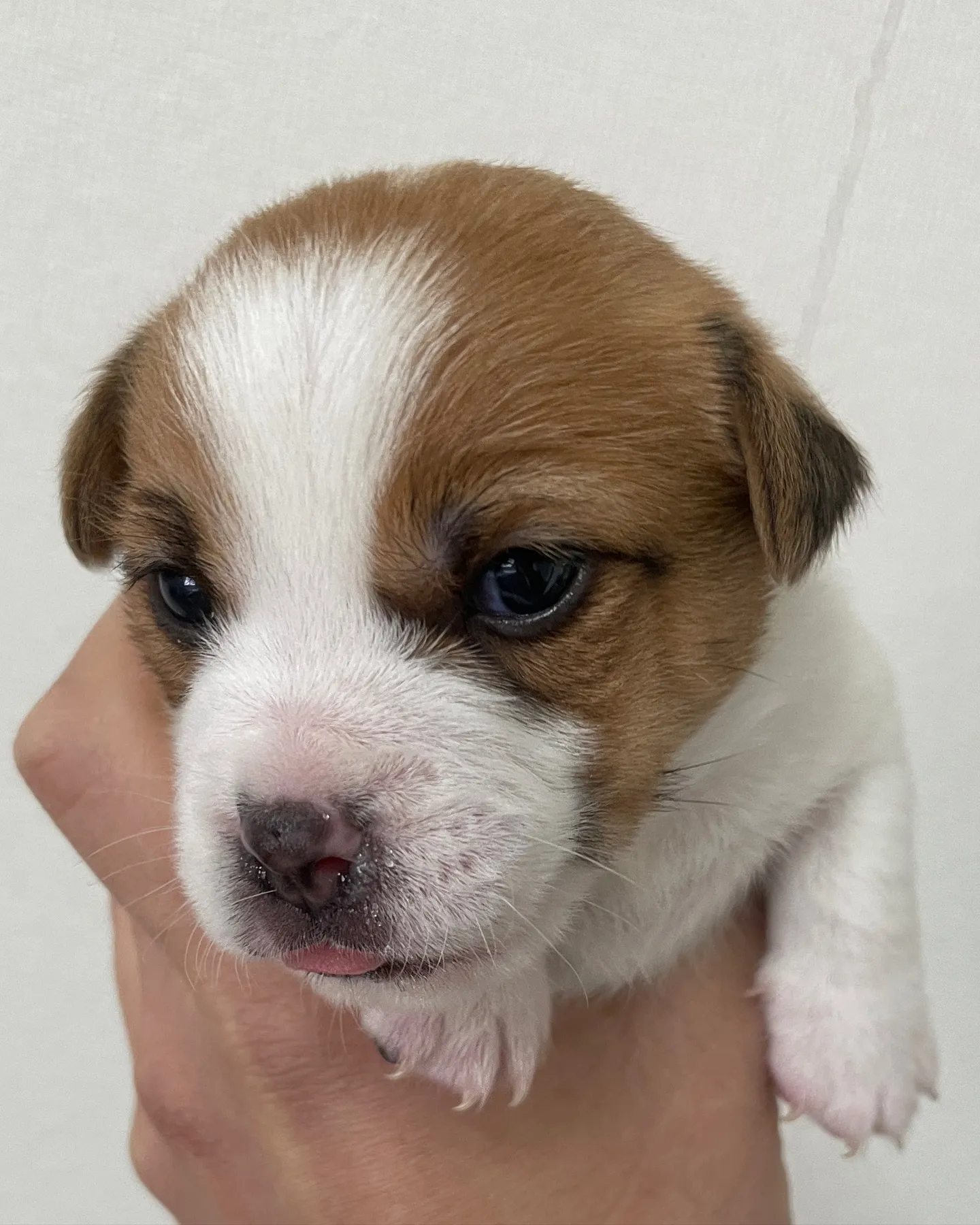 🐶 生後3週間！ジャックラッセル姉妹の成長記録 🍼