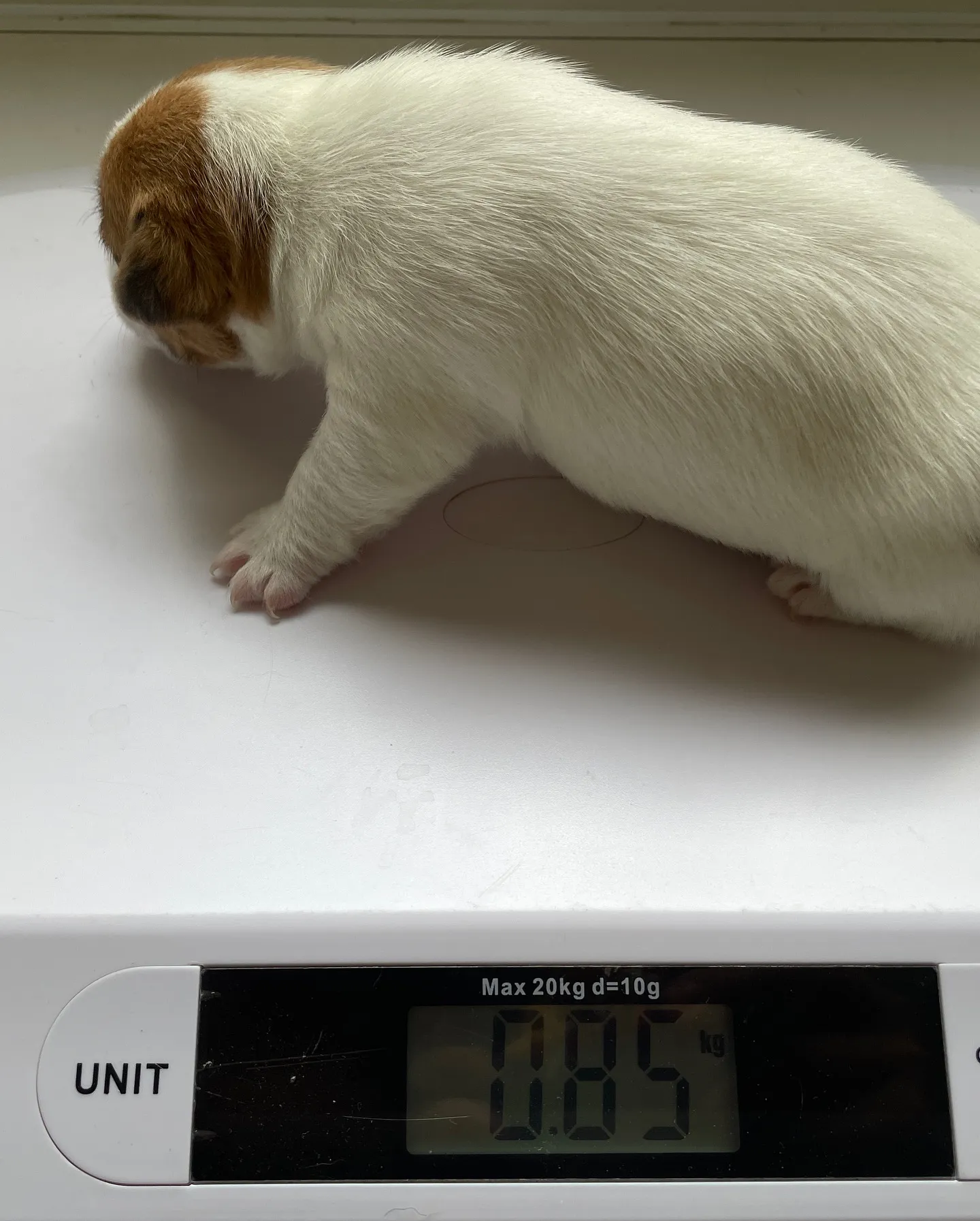 🐶 生後3週間！ジャックラッセル姉妹の成長記録 🍼