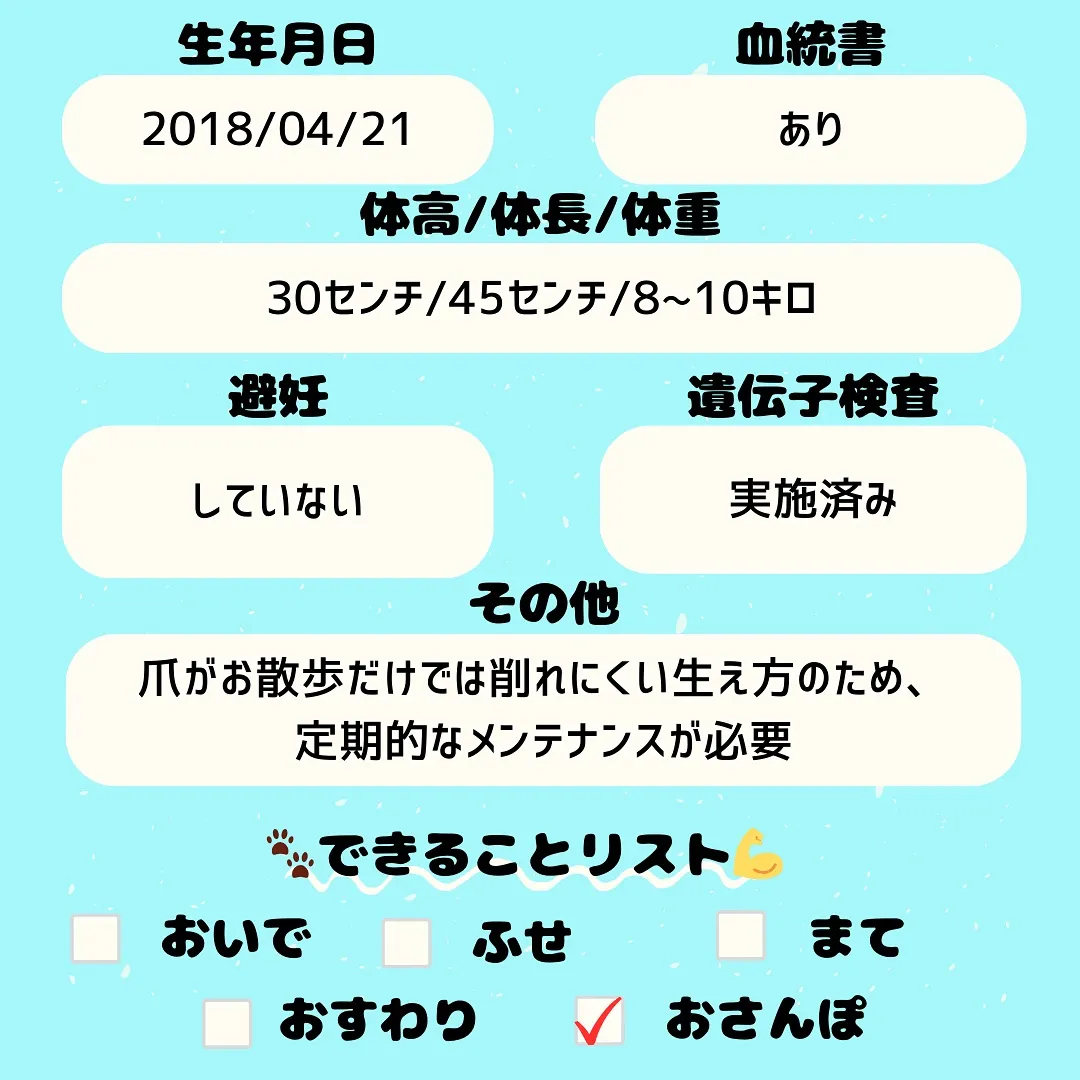 💖 柴犬の引退犬が新しい家族との出会いを待っています！💖
