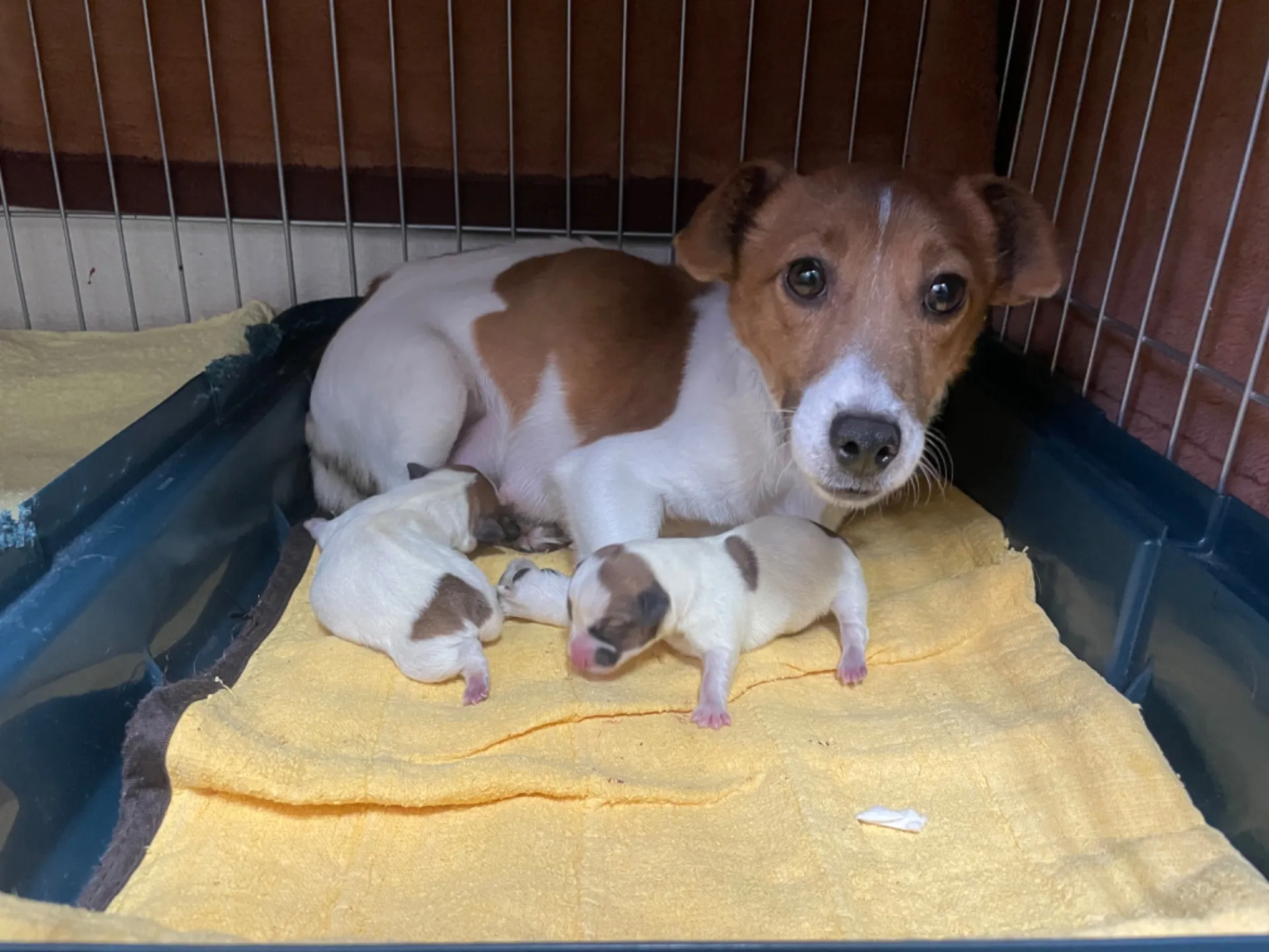 コロスケ✖️モナ　女の子①