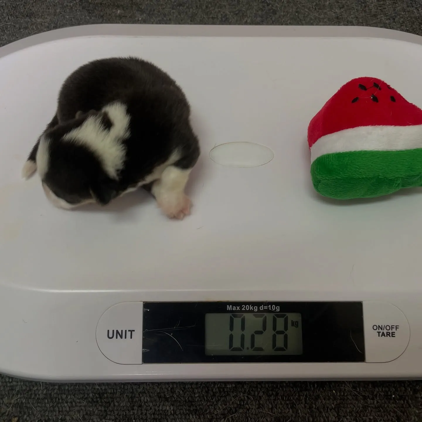 【2025年5月10日】コーギーの赤ちゃんが誕生しました!