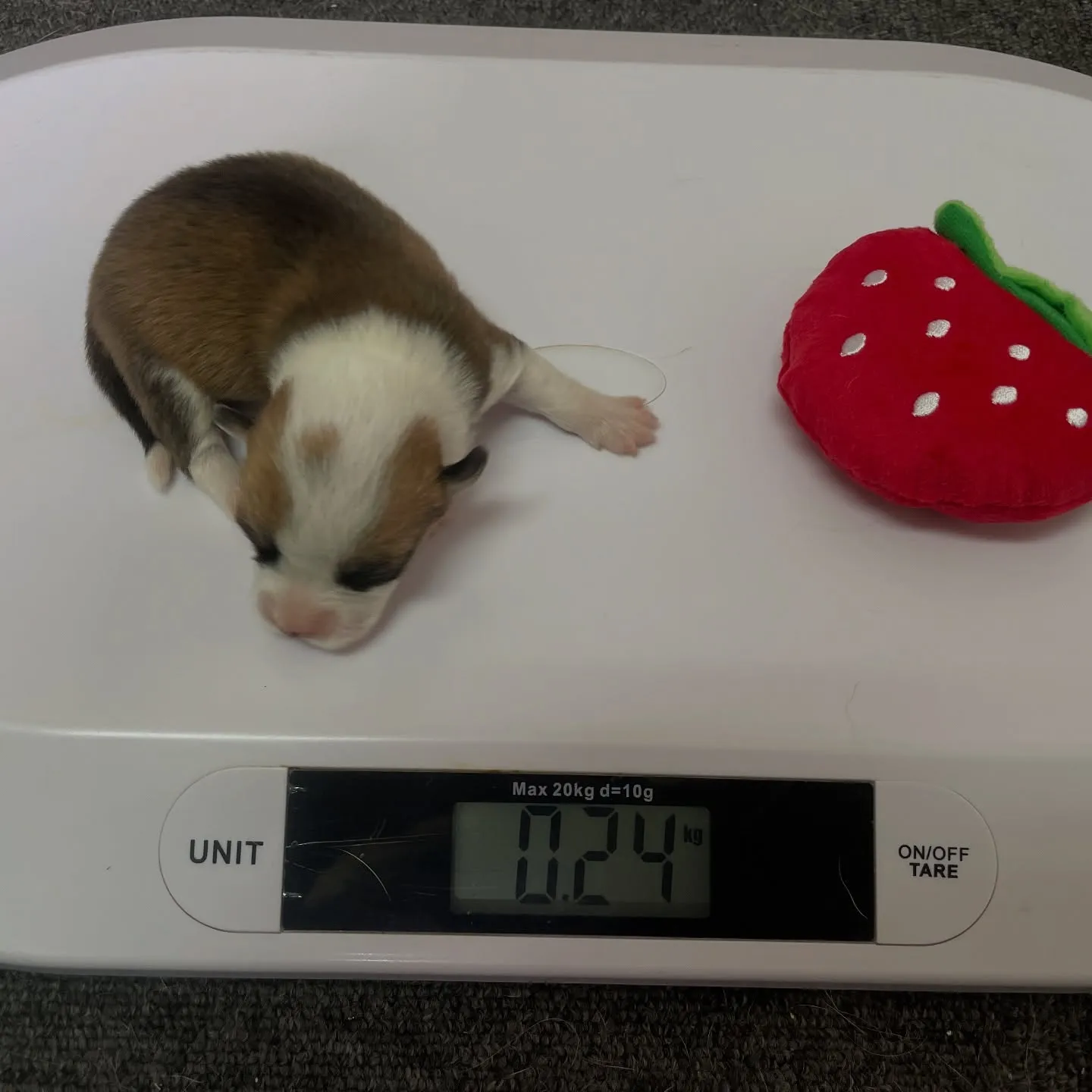 【2025年5月10日】コーギーの赤ちゃんが誕生しました!