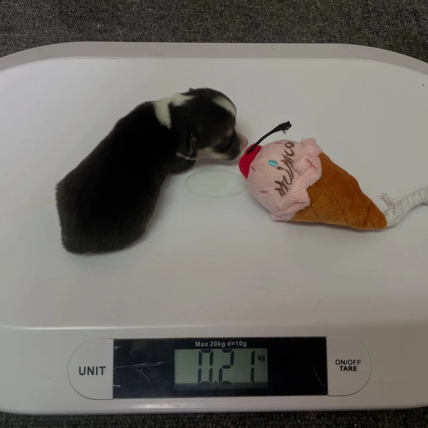 【2025年5月10日】コーギーの赤ちゃんが誕生しました!