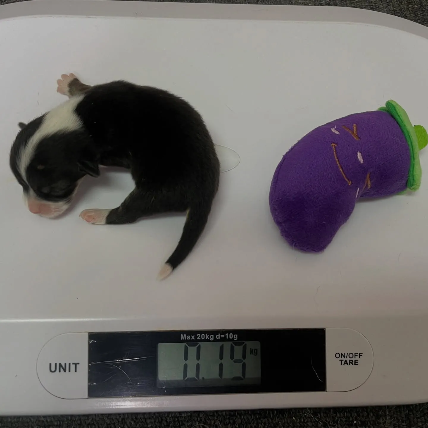 【2025年5月10日】コーギーの赤ちゃんが誕生しました!