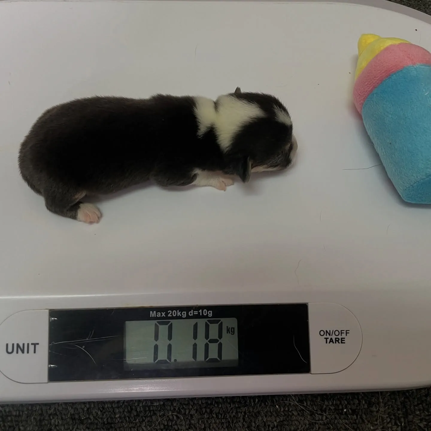 【2025年5月10日】コーギーの赤ちゃんが誕生しました!