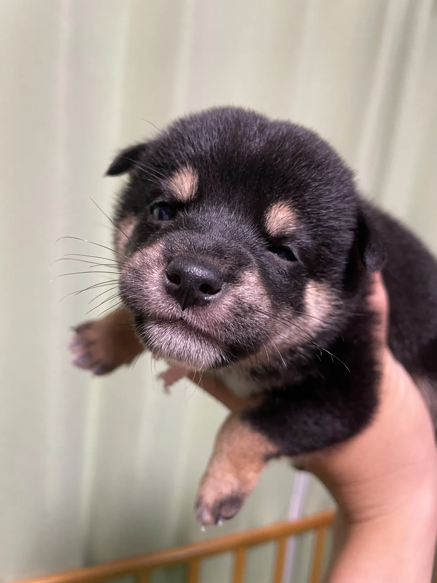 我が家から巣立っていきました。