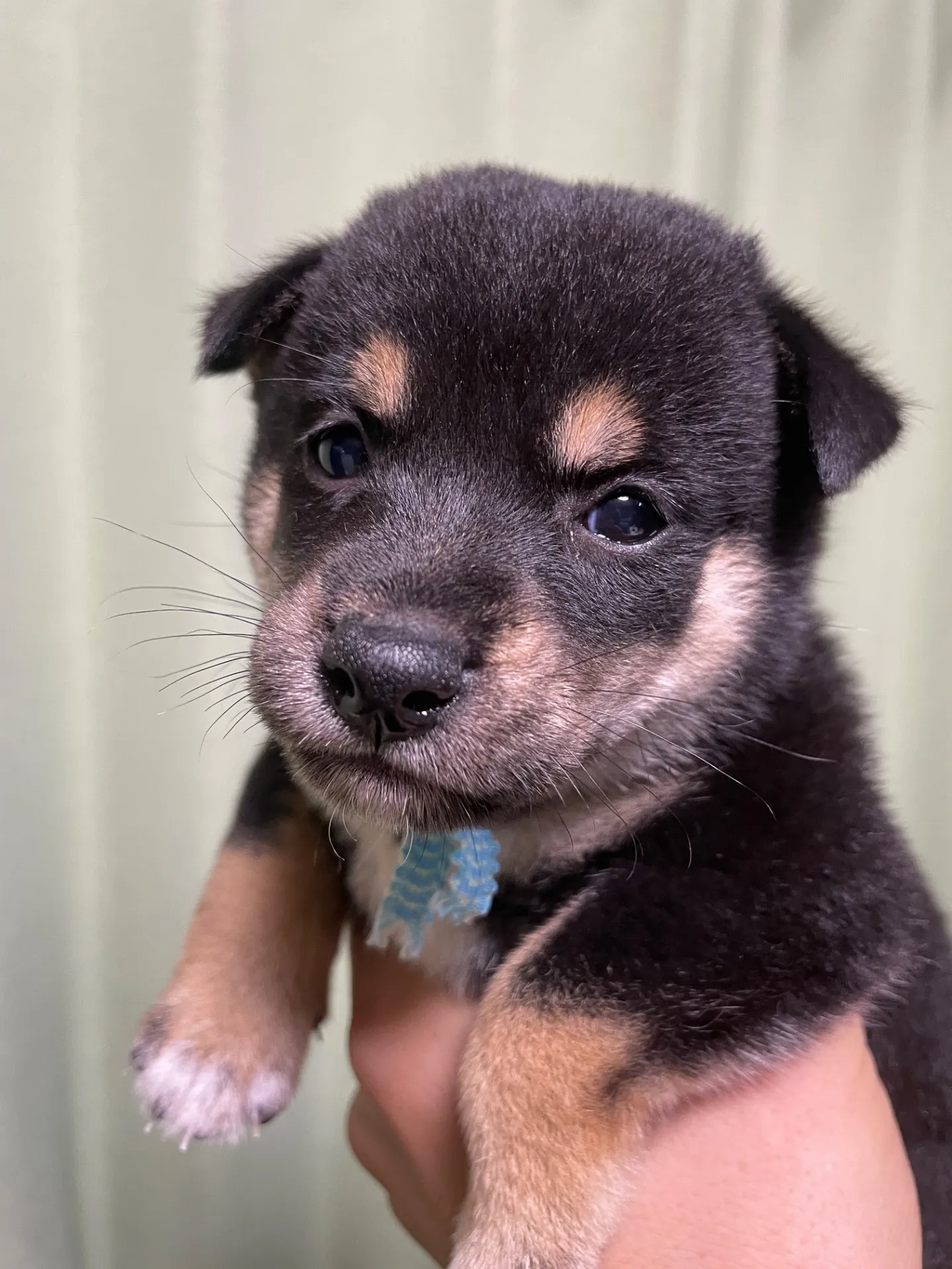 我が家から巣立っていきました。