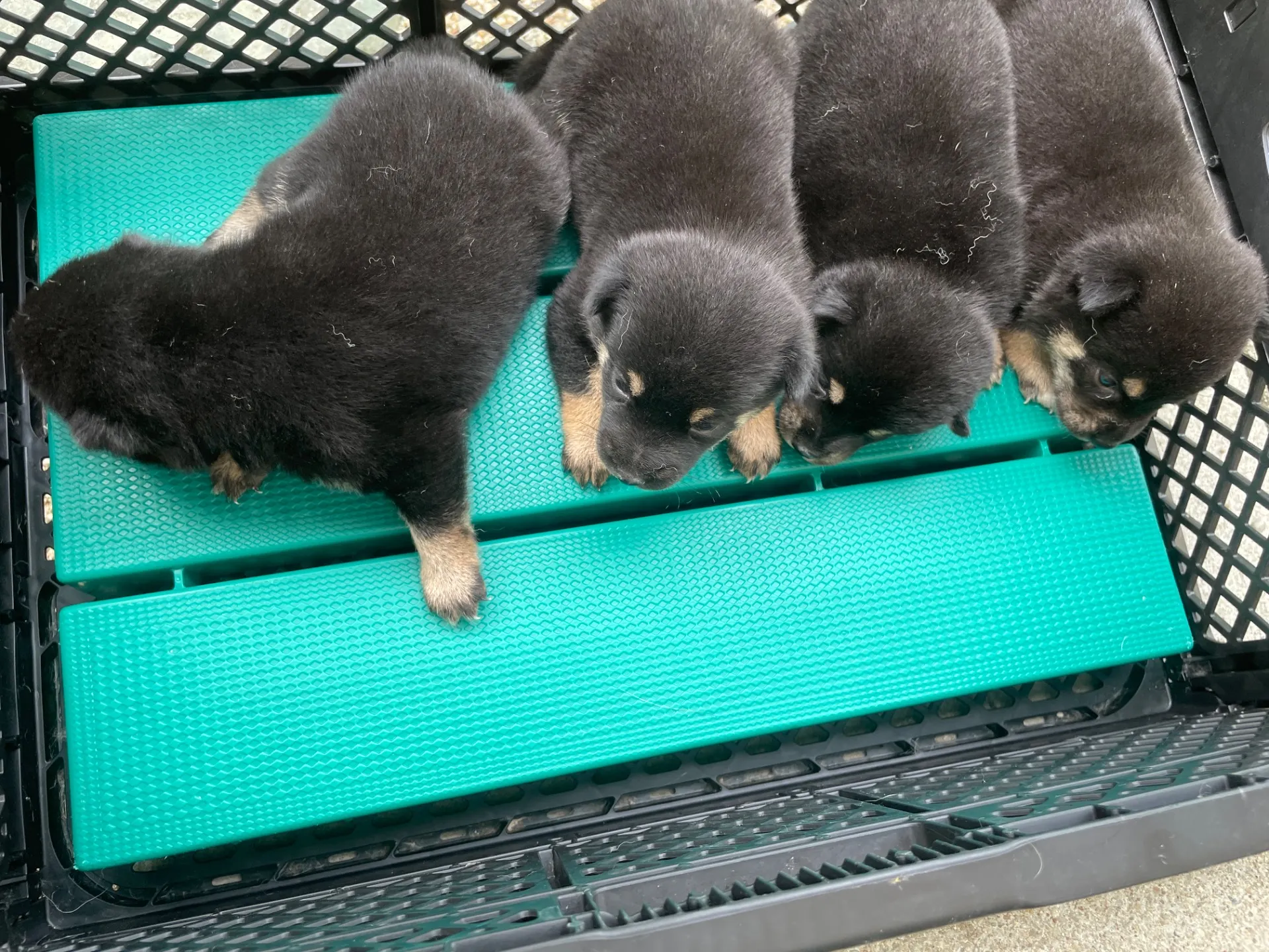 我が家から巣立っていきました。