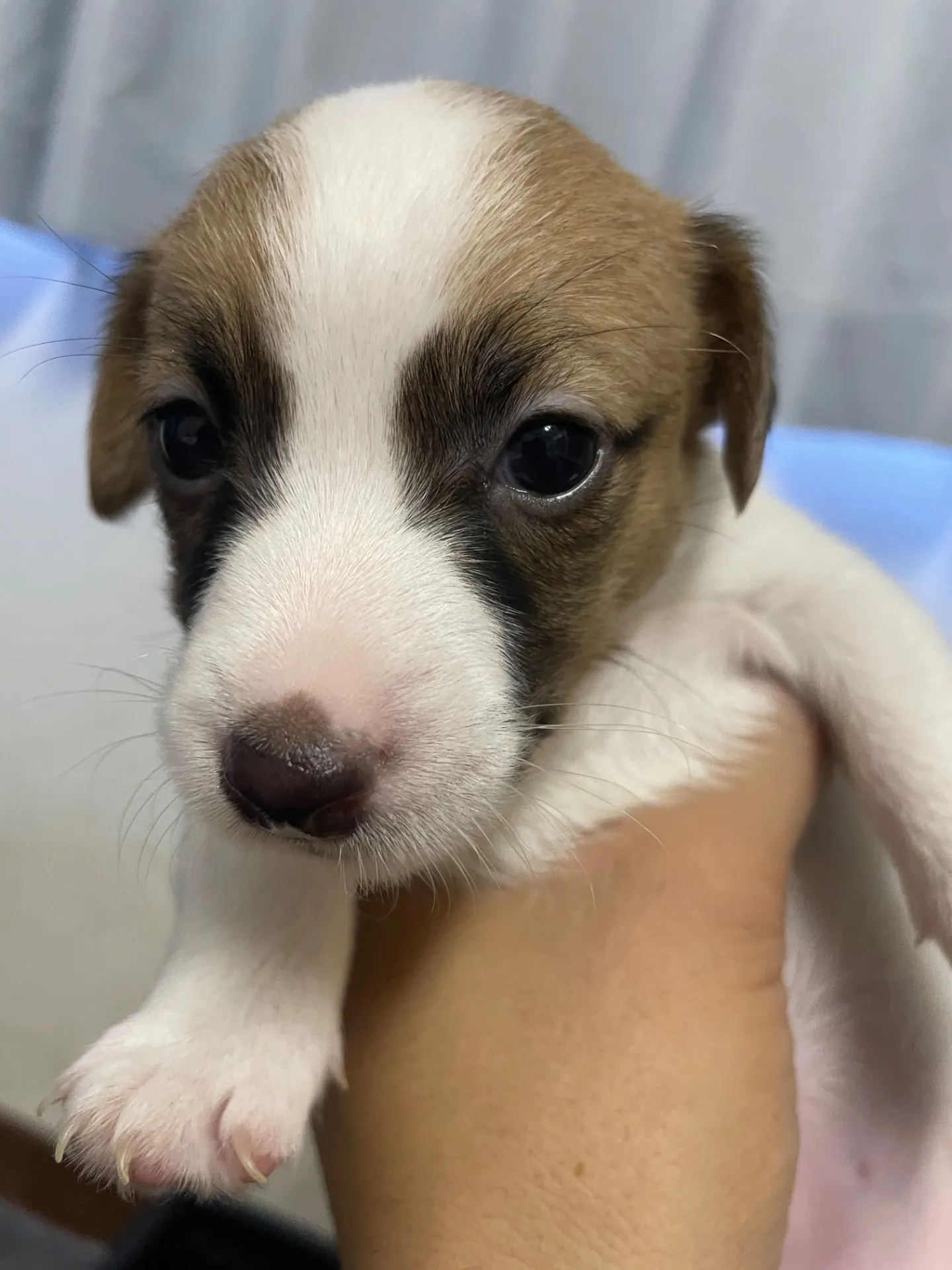 我が家から巣立っていきました。