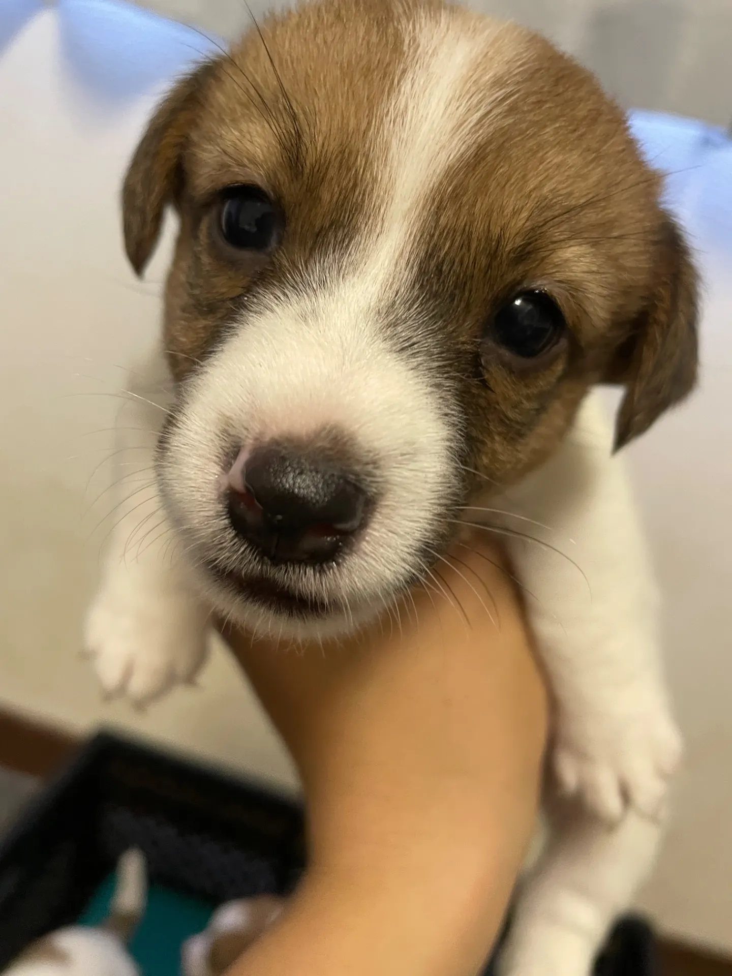 我が家から巣立っていきました。