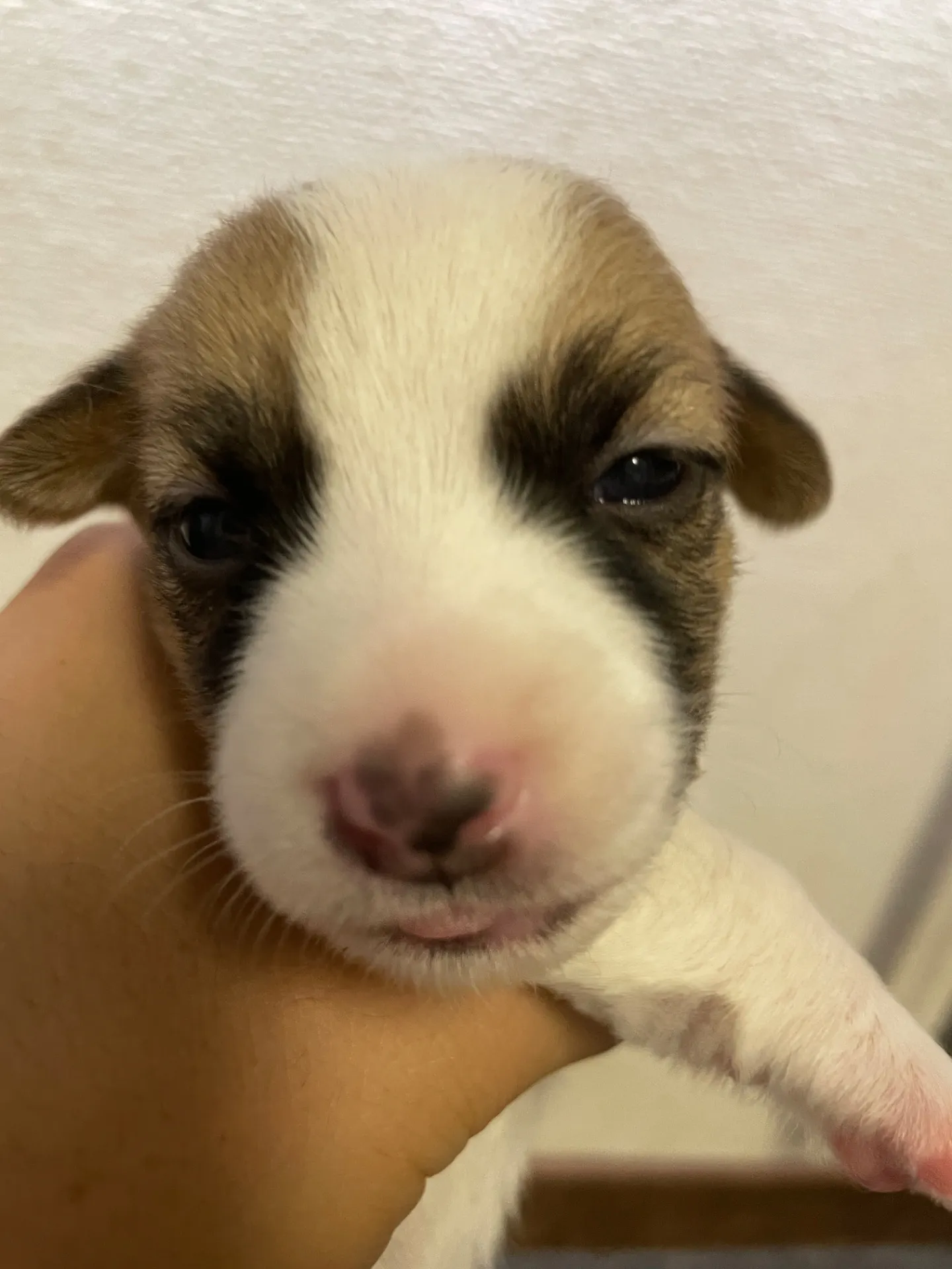 我が家から巣立っていきました。