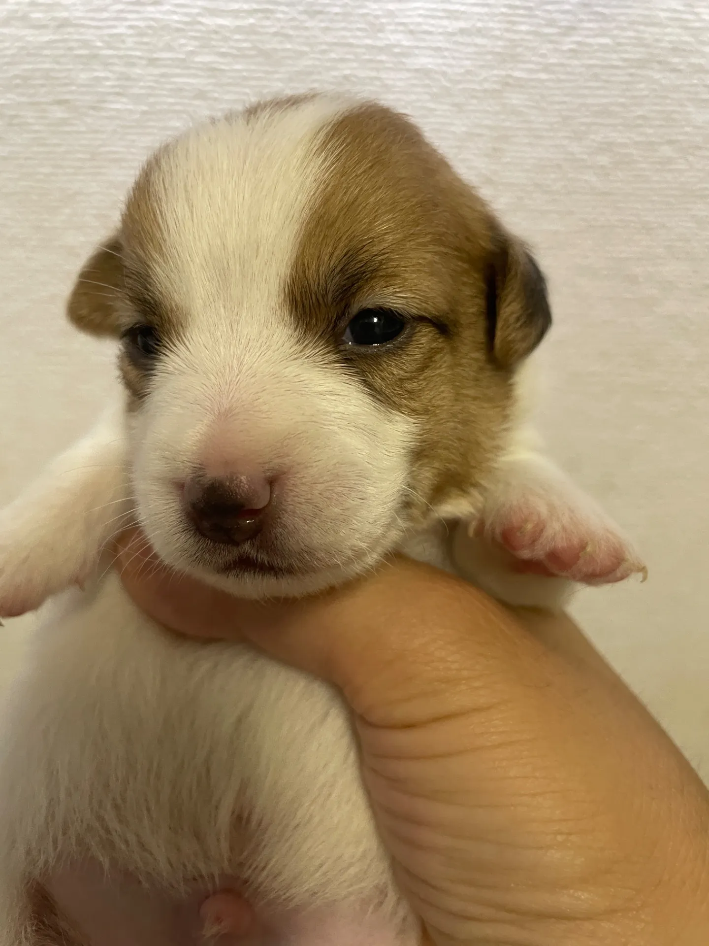 我が家から巣立っていきました。