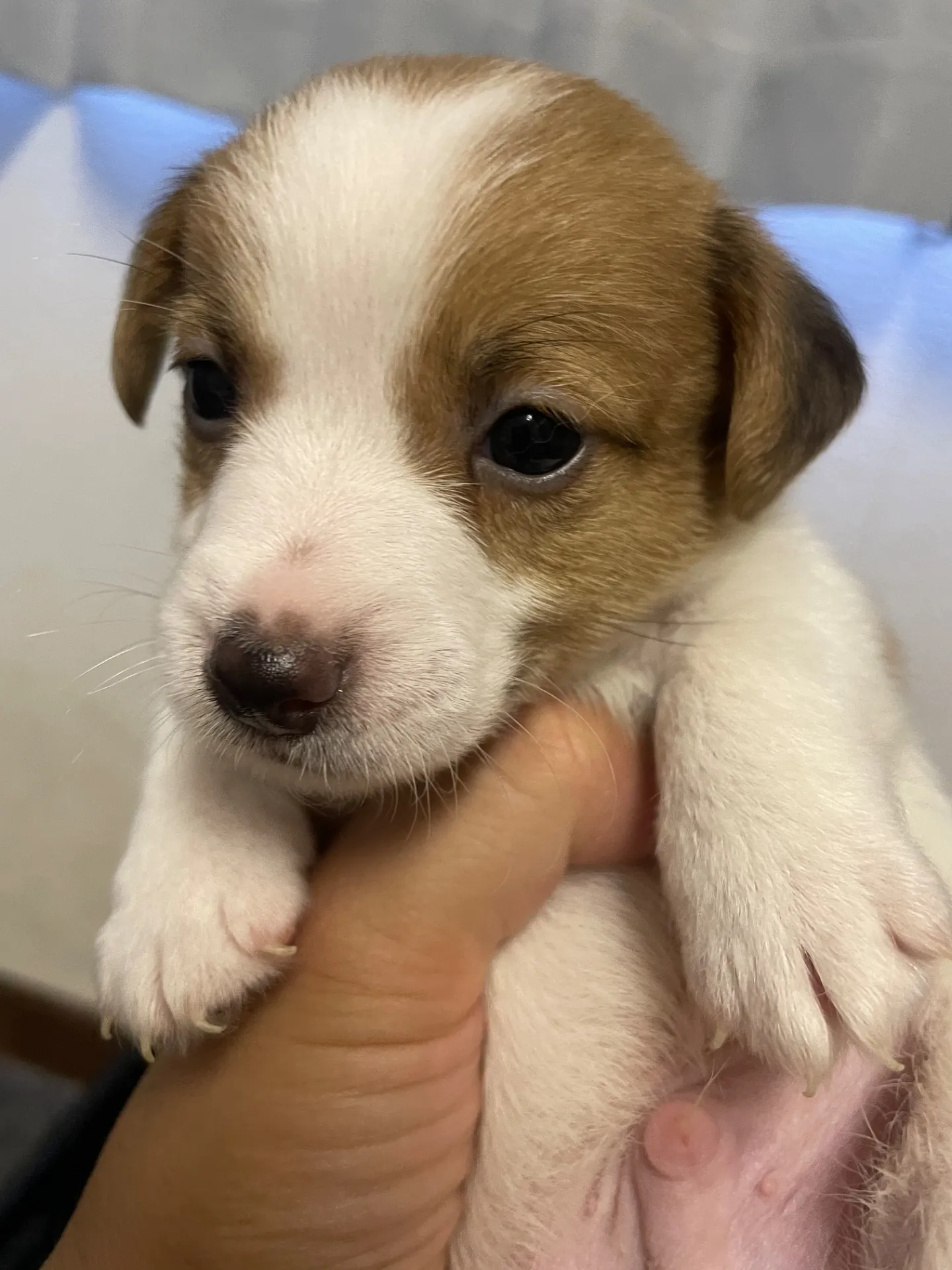 我が家から巣立っていきました。