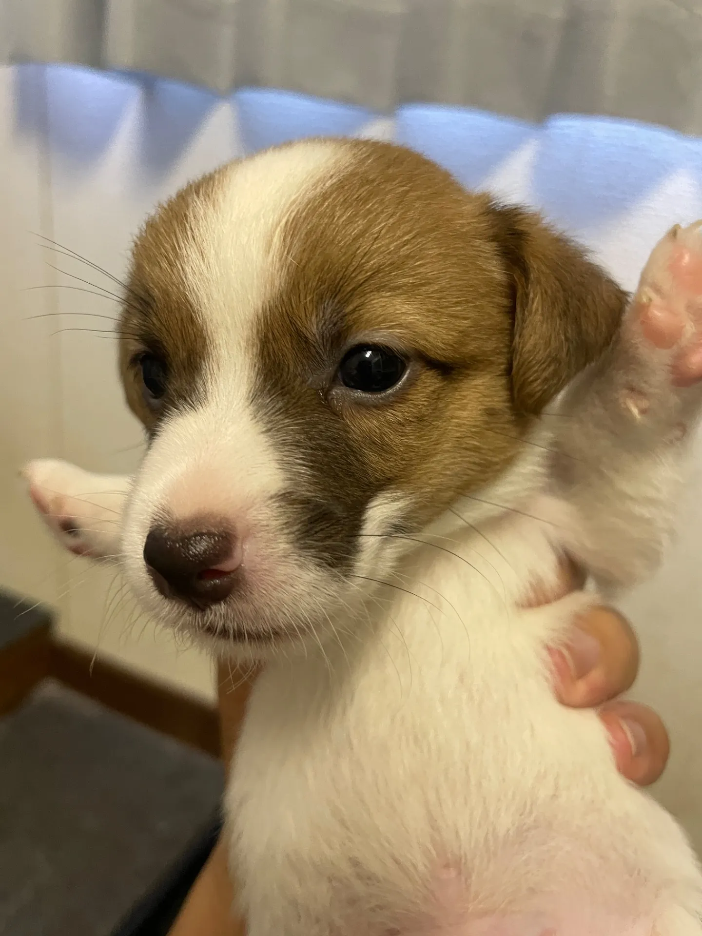 我が家から巣立っていきました。