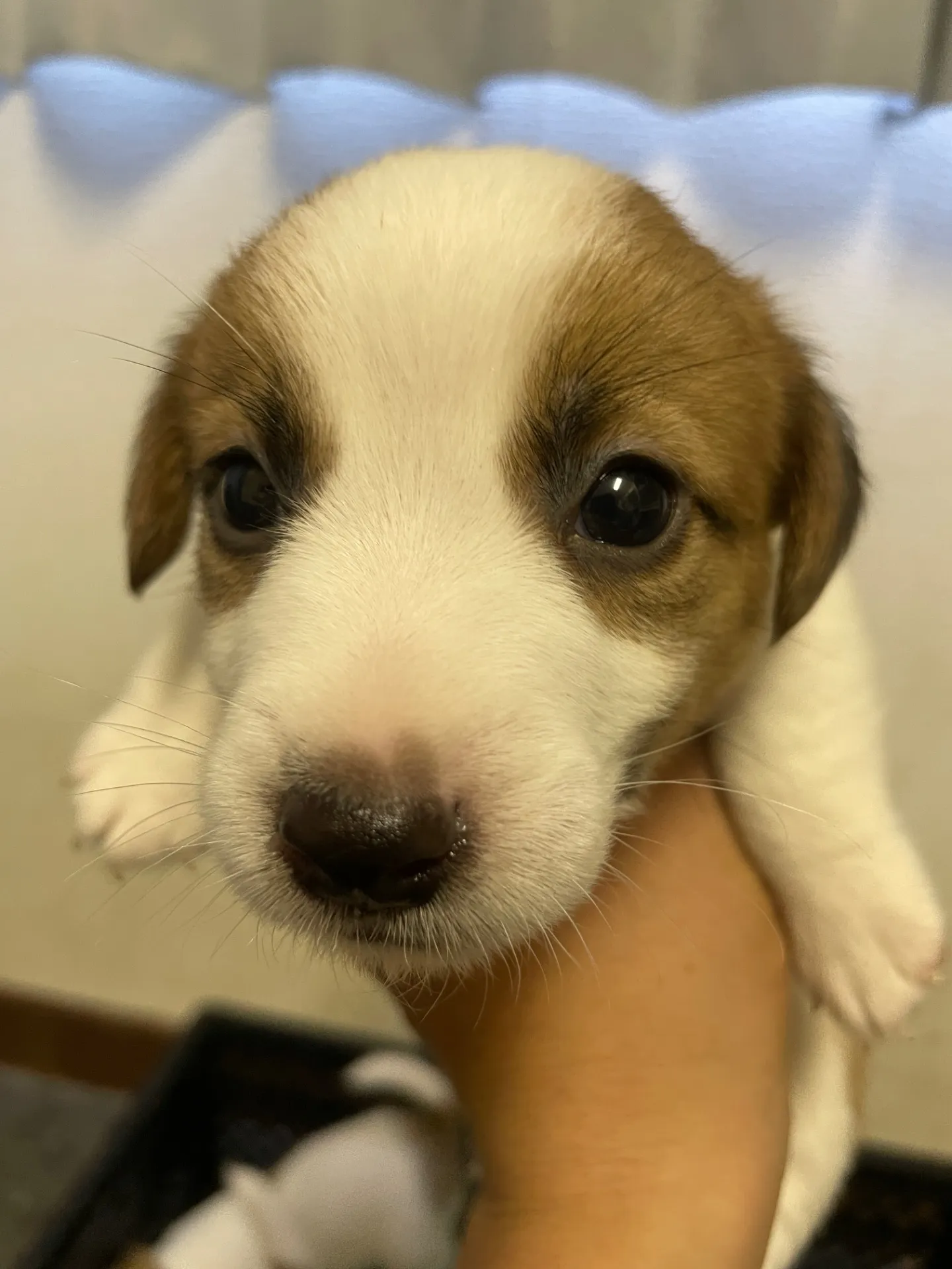 我が家から巣立っていきました。