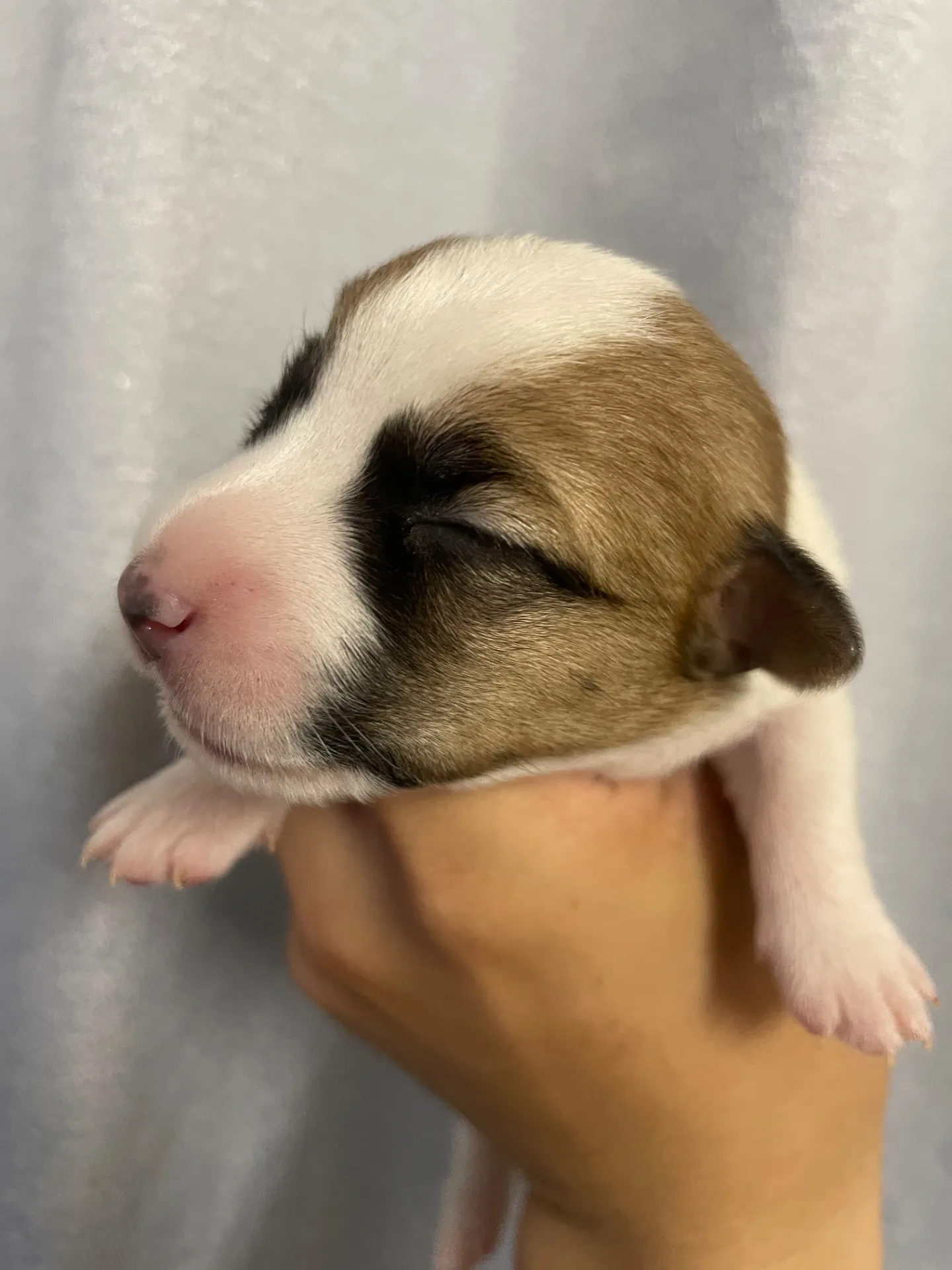 我が家から巣立っていきました。