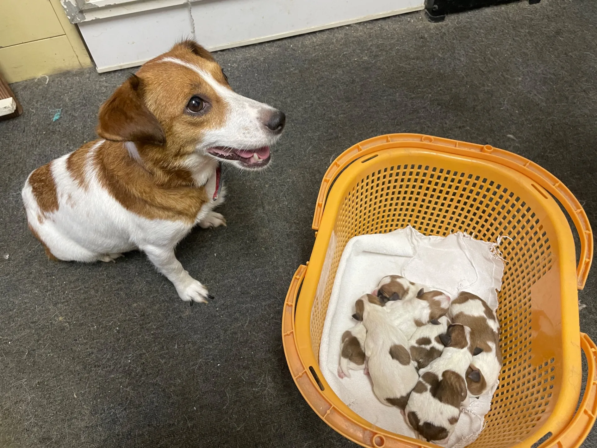 我が家から巣立っていきました。