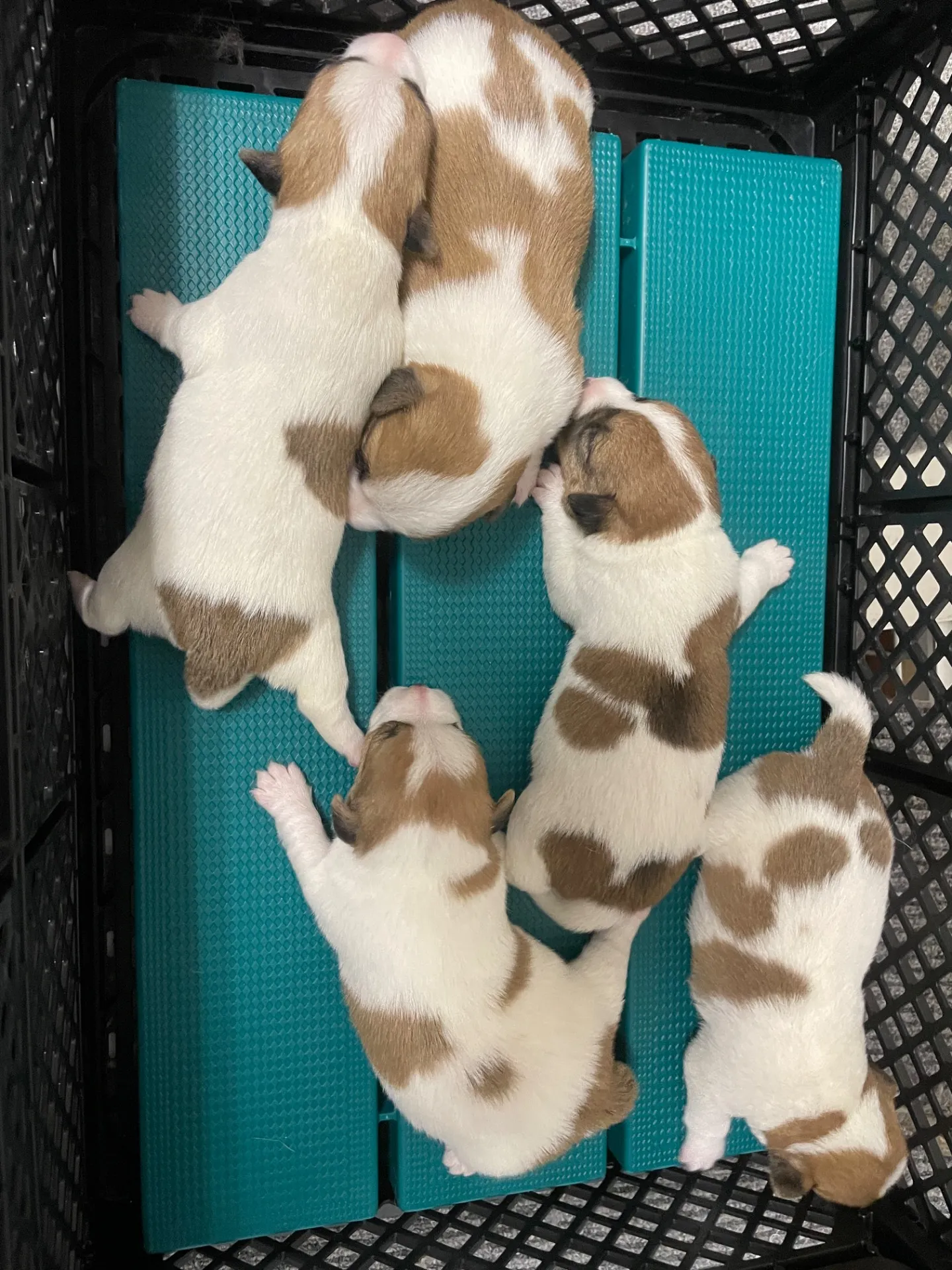 我が家から巣立っていきました。