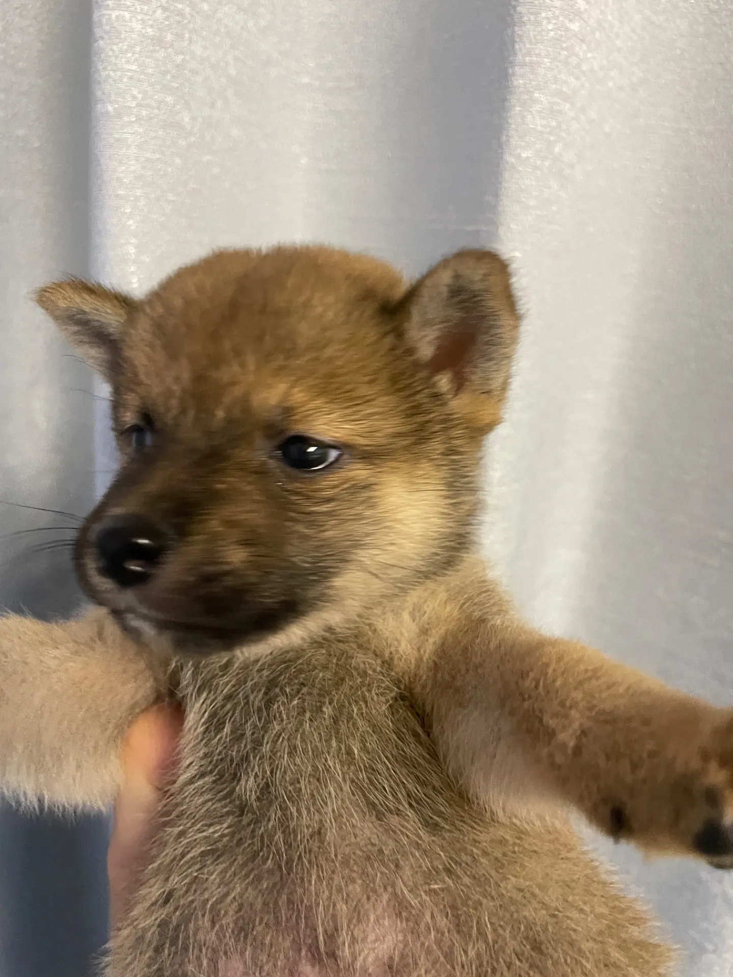 我が家から巣立っていきました。