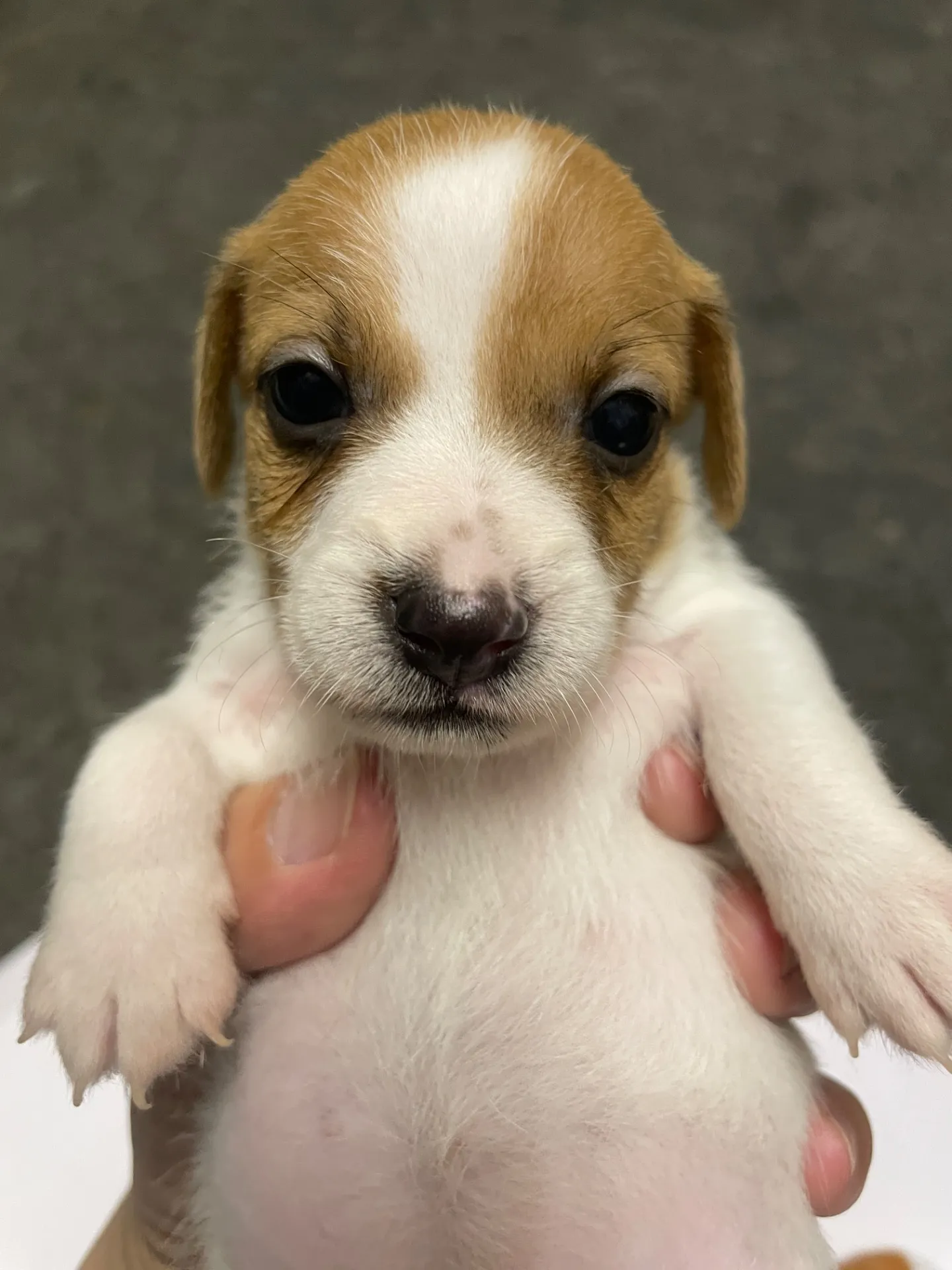 我が家から巣立っていきました。