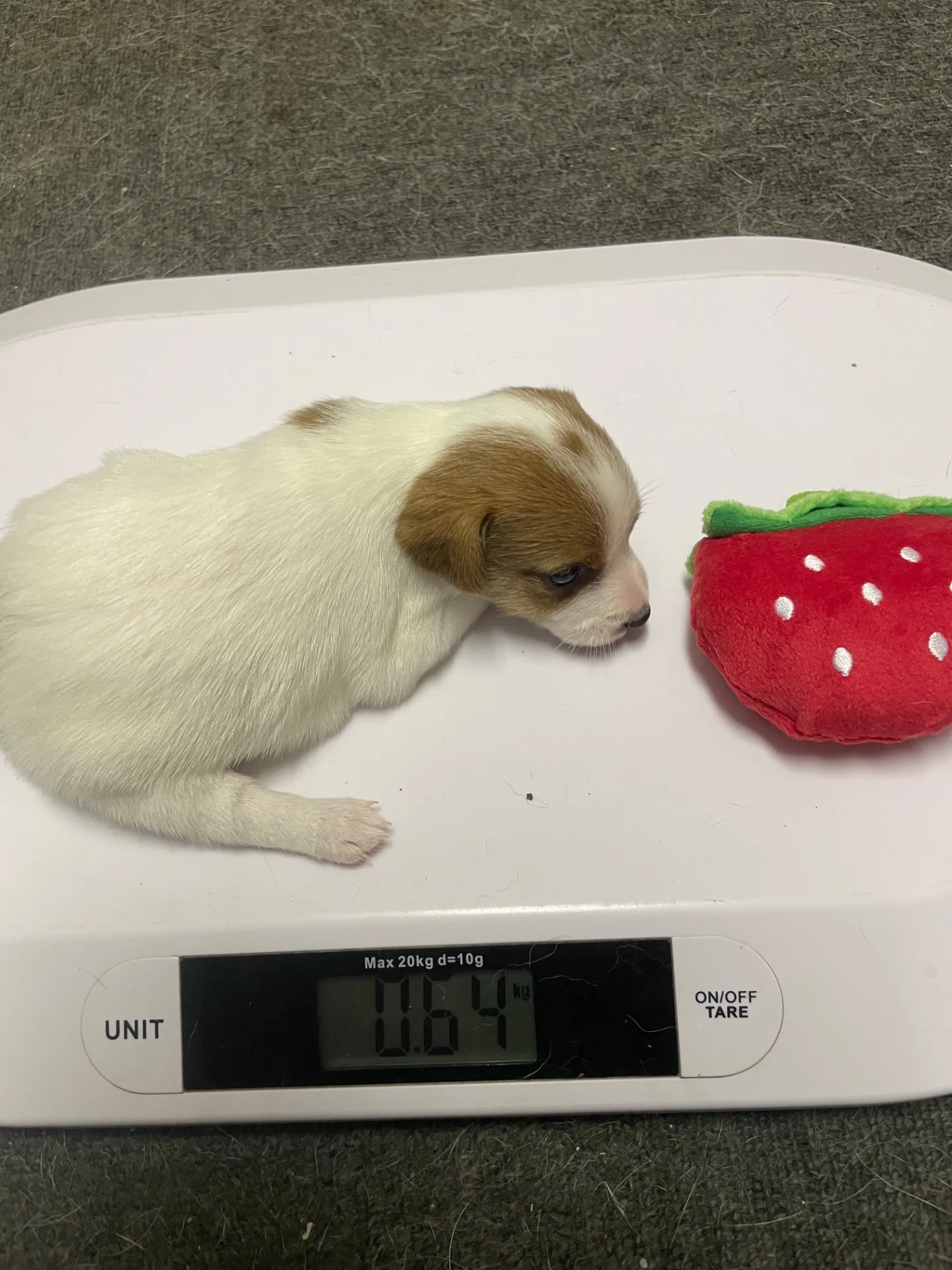 我が家から巣立っていきました。