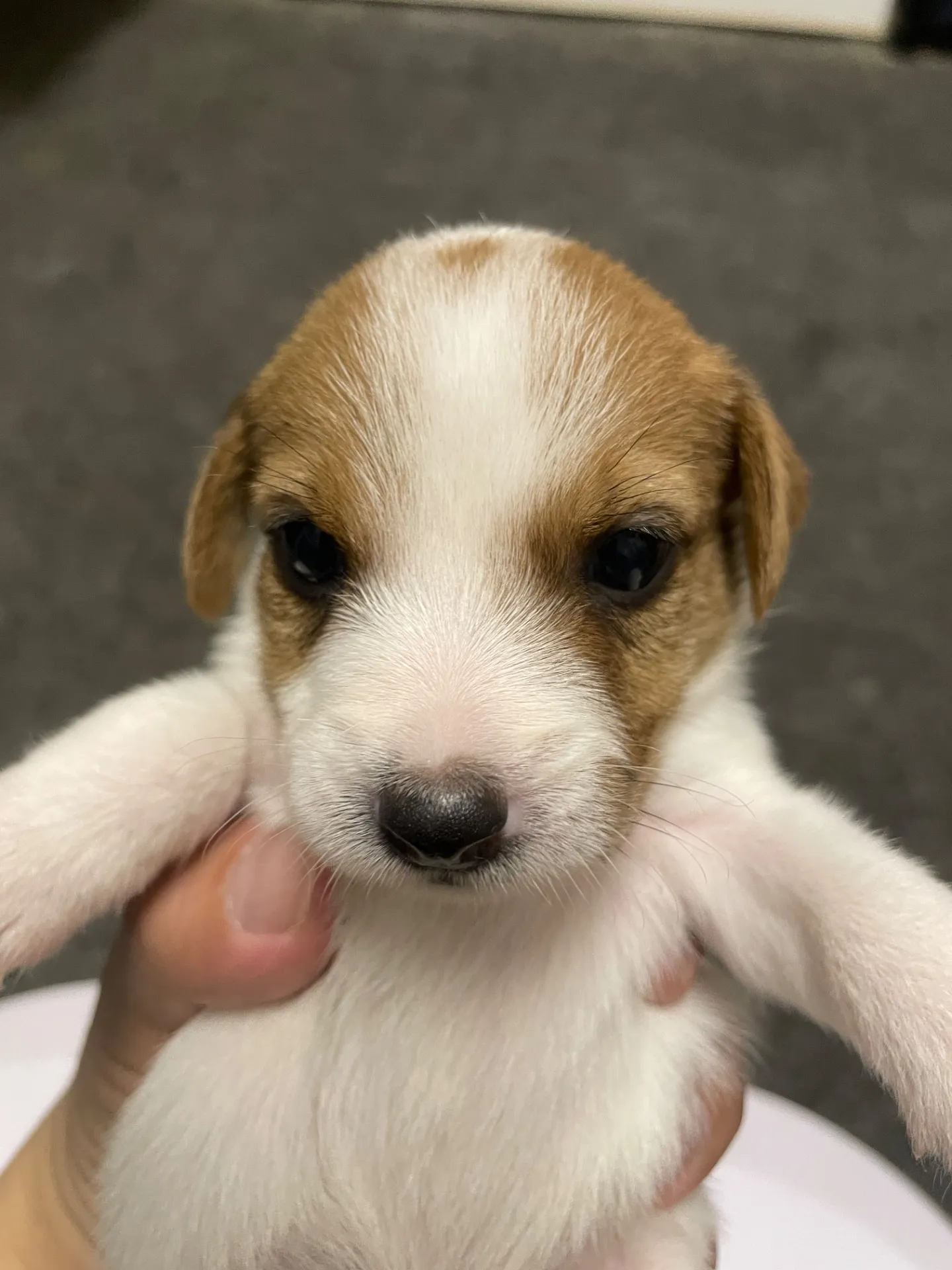 我が家から巣立っていきました。