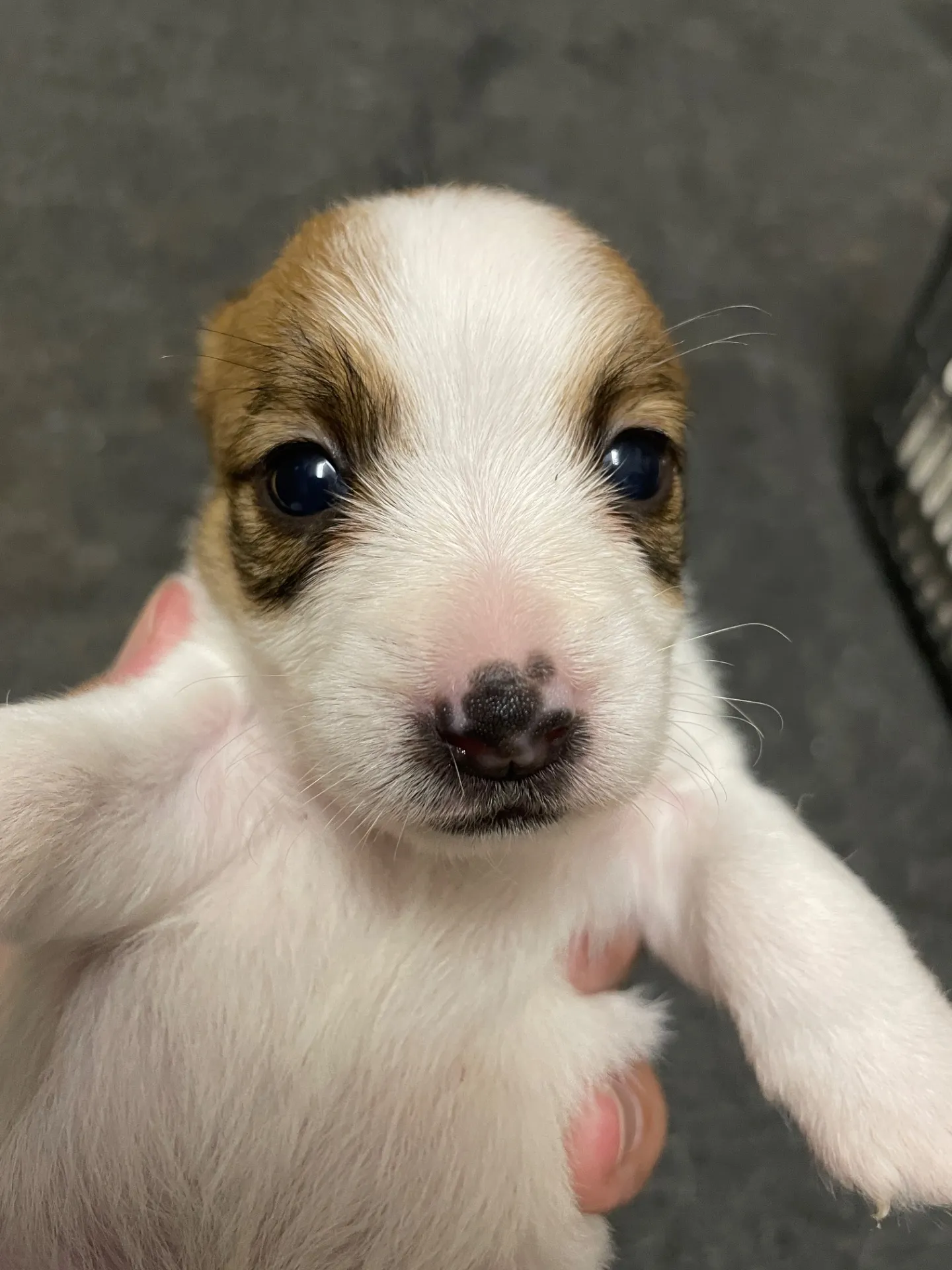 我が家から巣立っていきました。